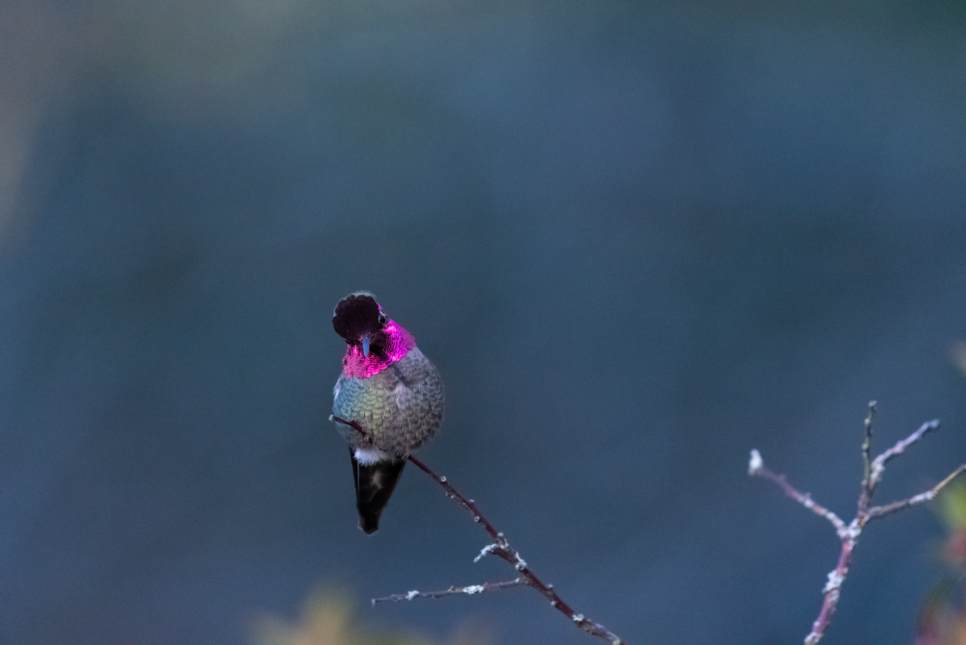 Anna's hummingbird, 2023