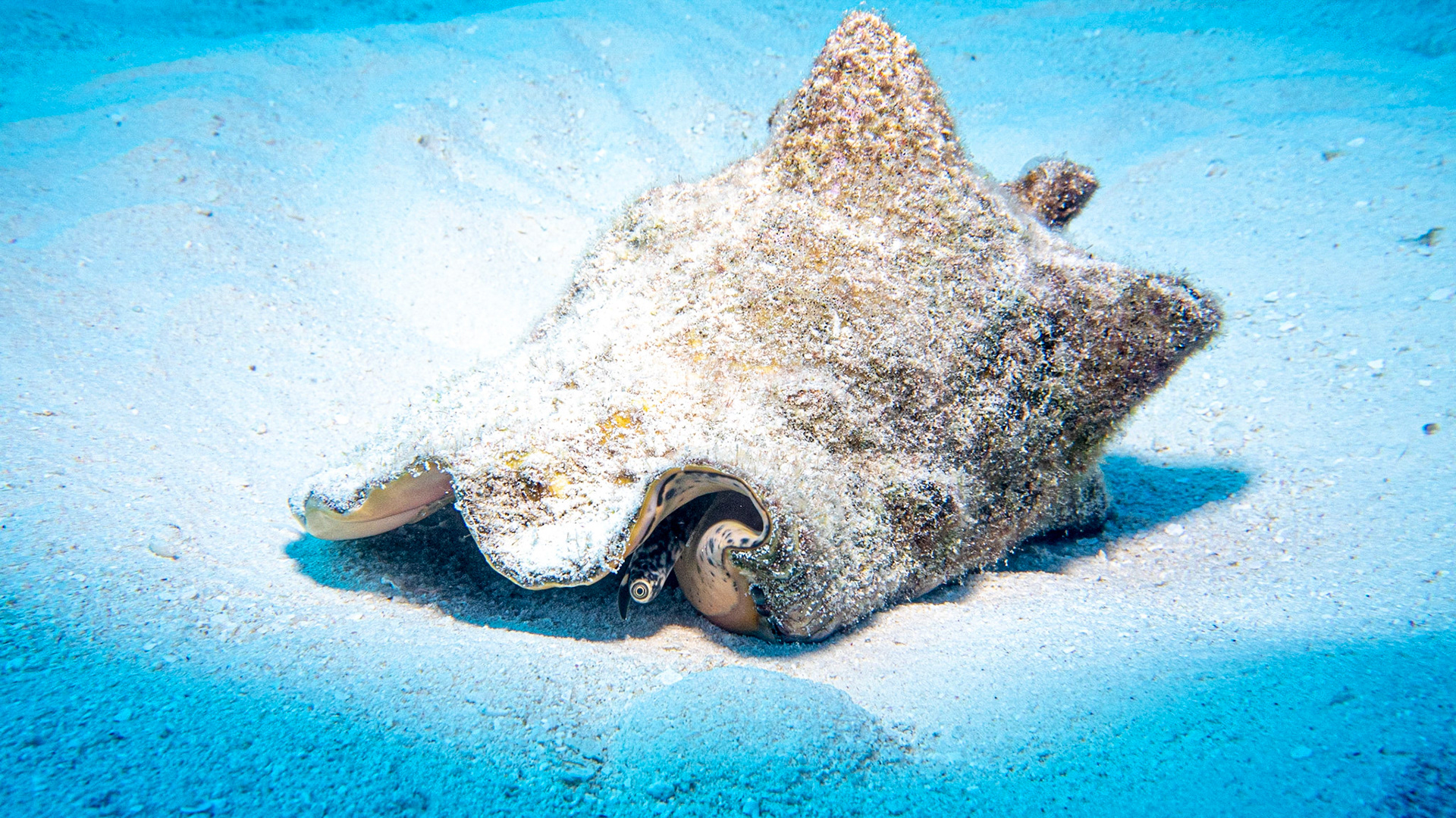 Conch looking around