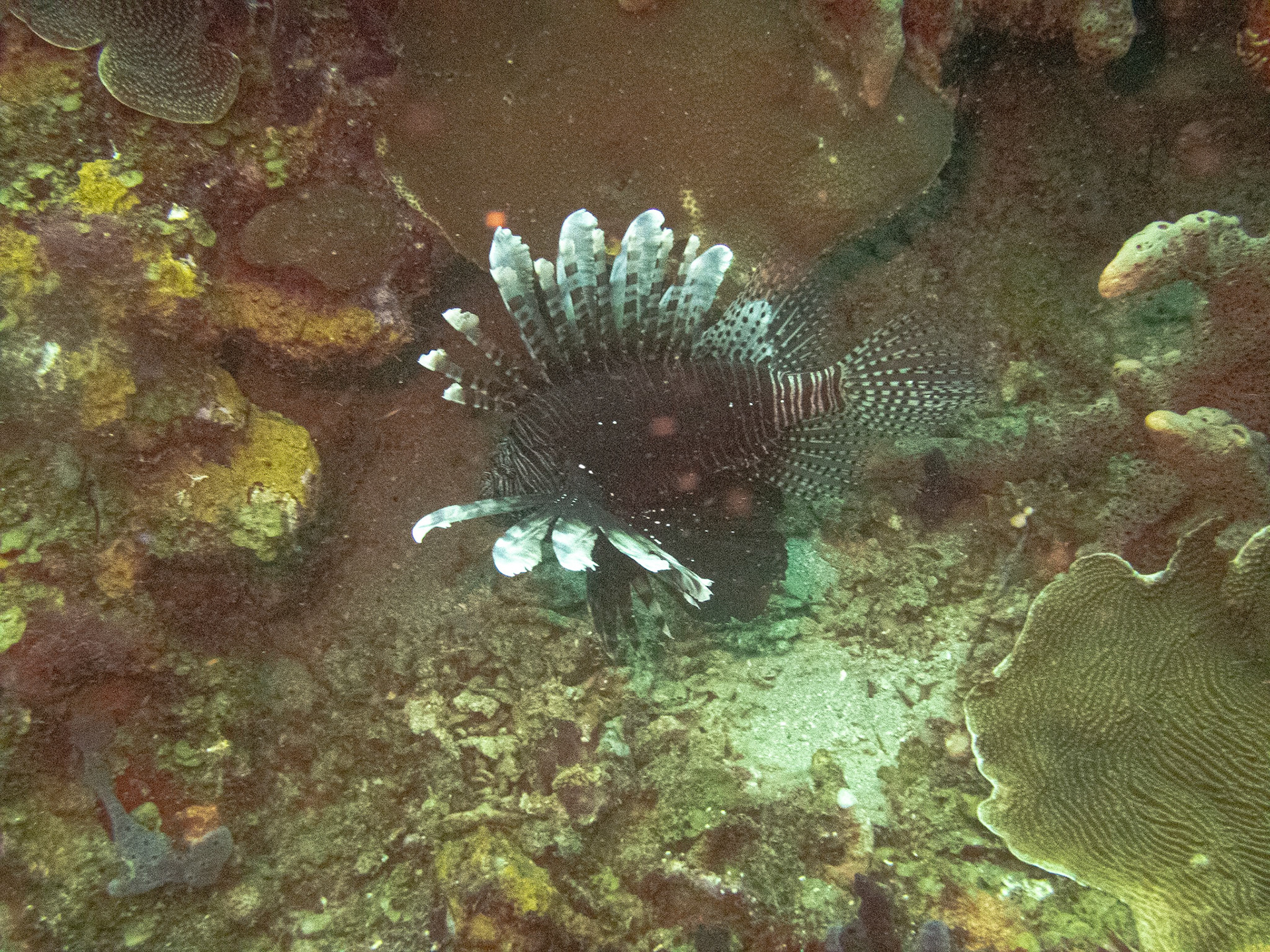 Lionfish in St. Lucia