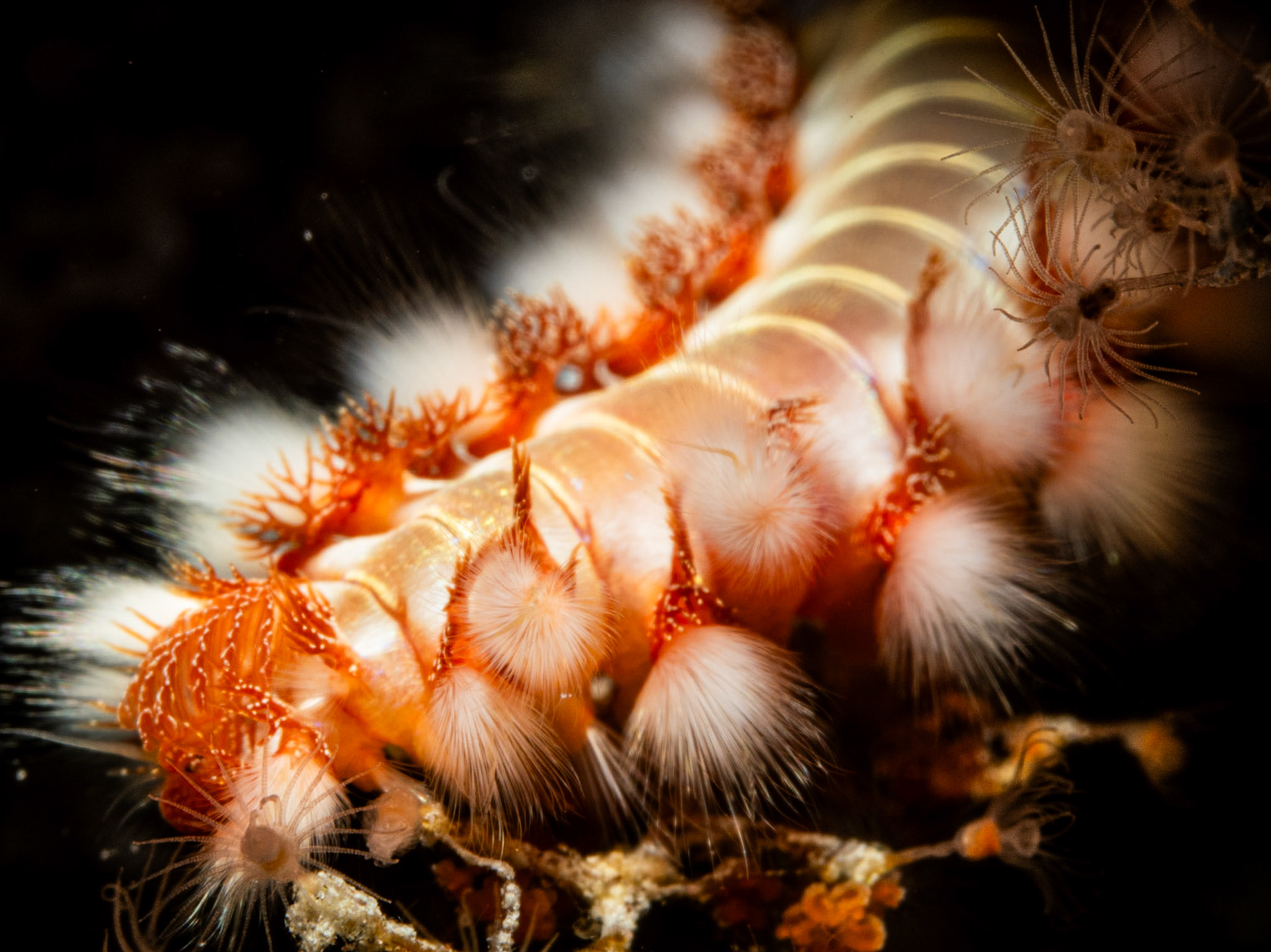 Fireworm