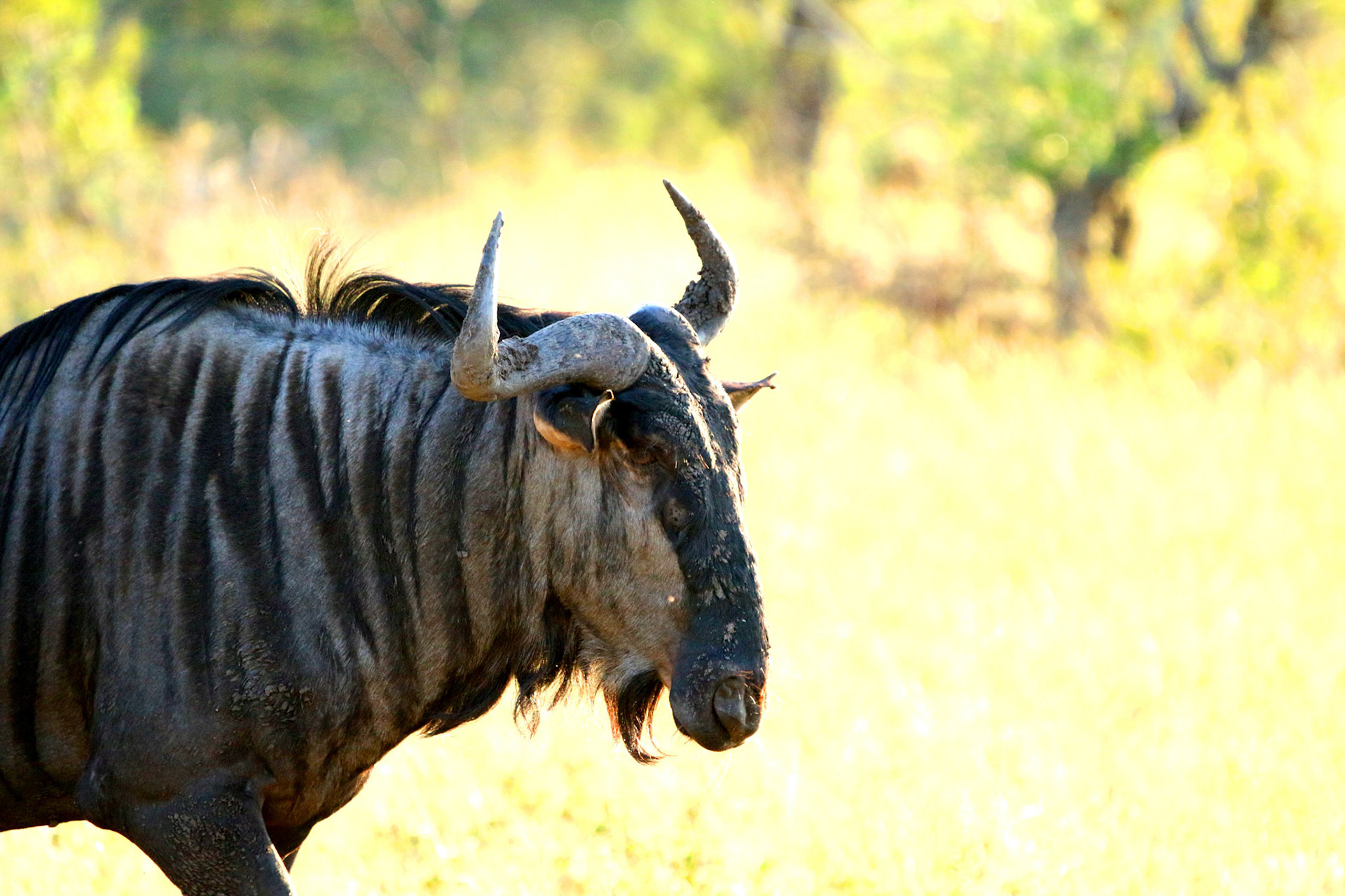 Wildebeast