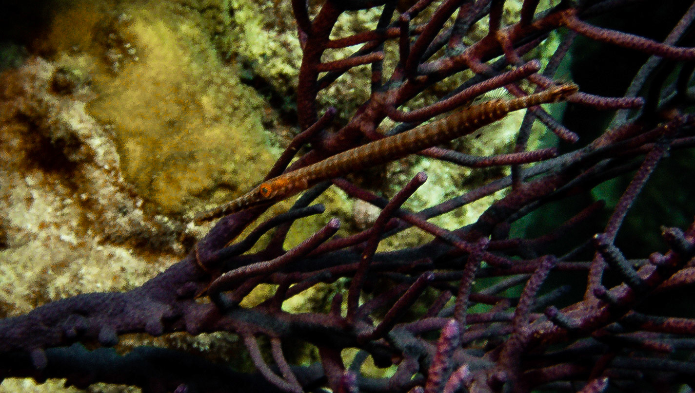 Tiny Trumpetfish