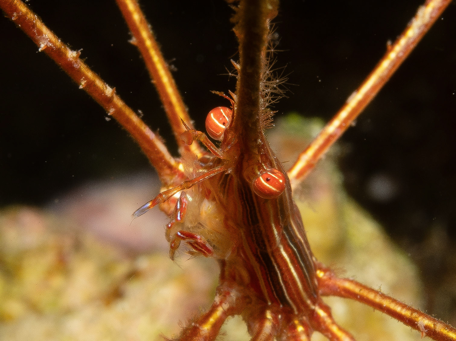 Arrow Crab