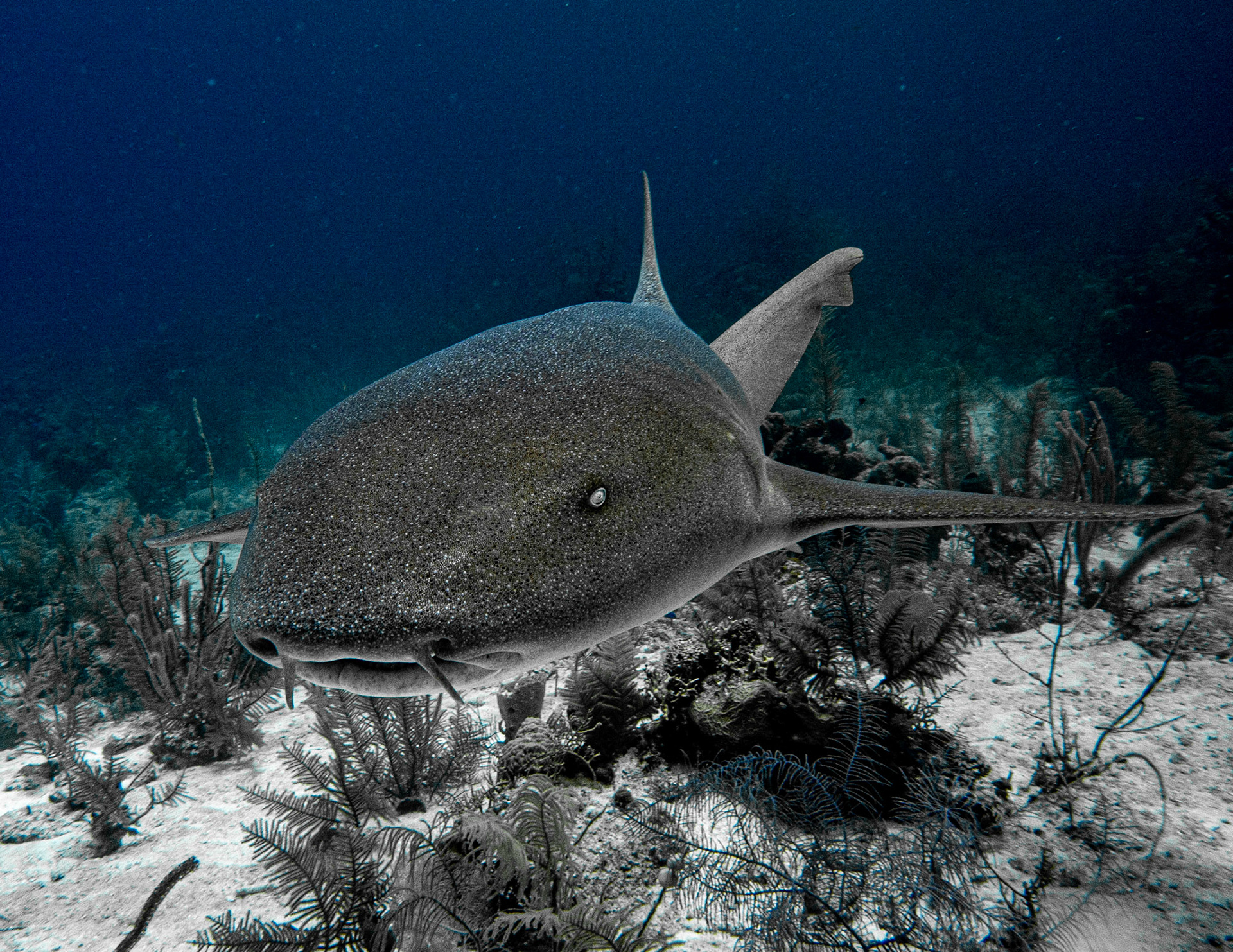 Nurse Shark