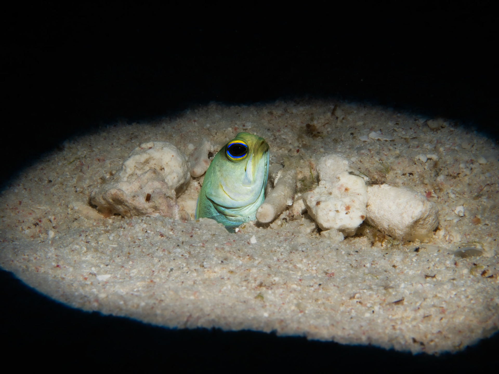 Jawfish in the sand