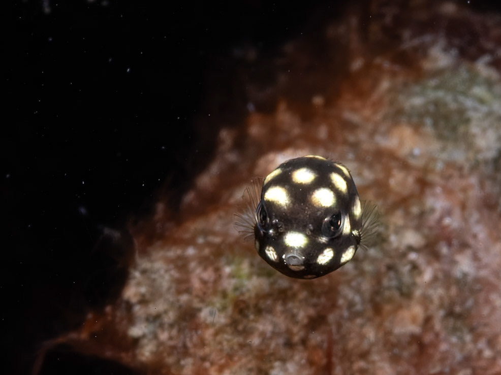 Baby Blowfish
