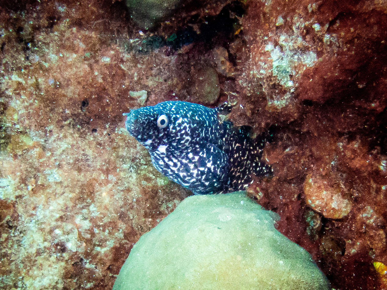 Tiny spotted eel