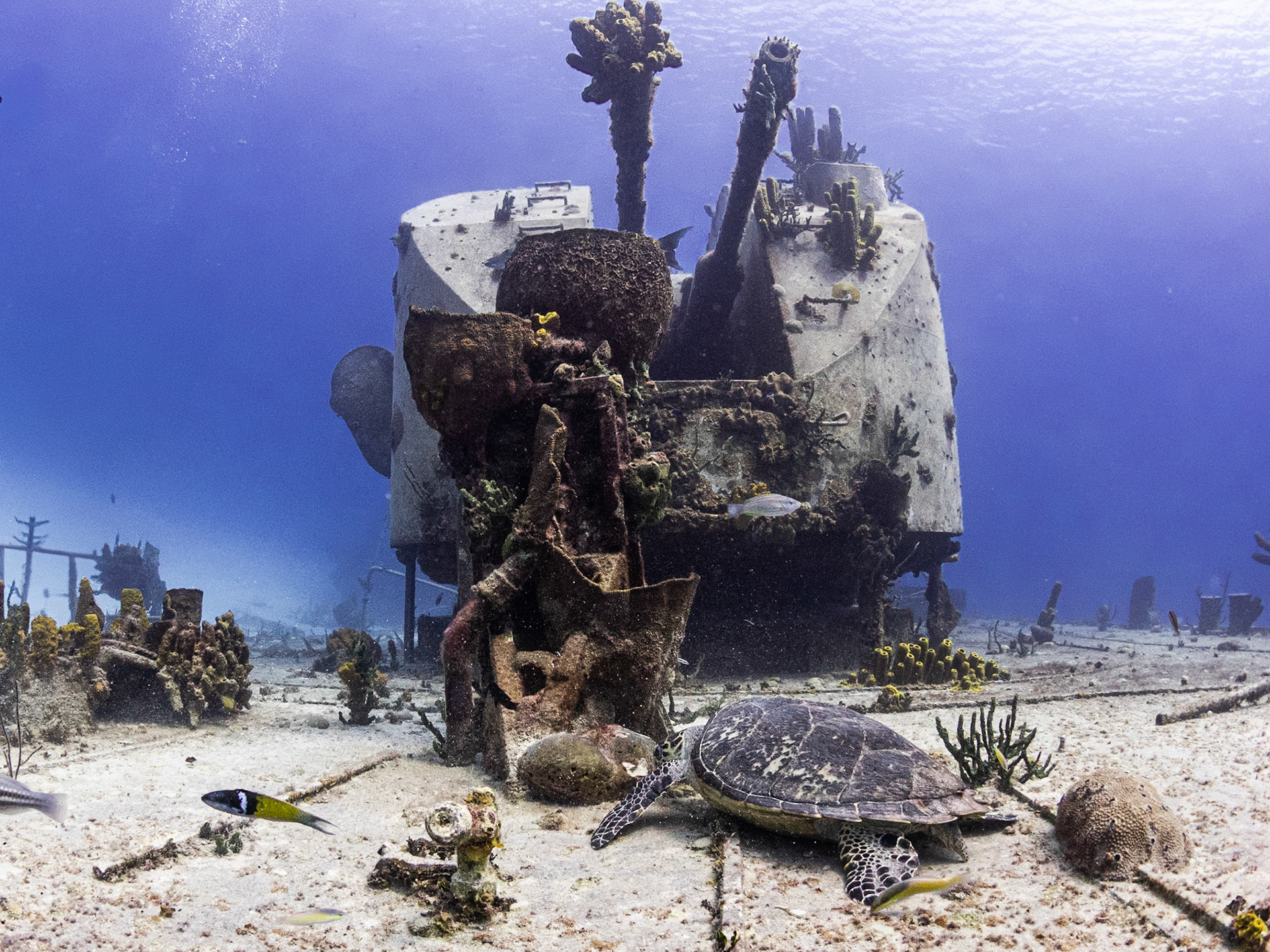 Turtle at Gun Port