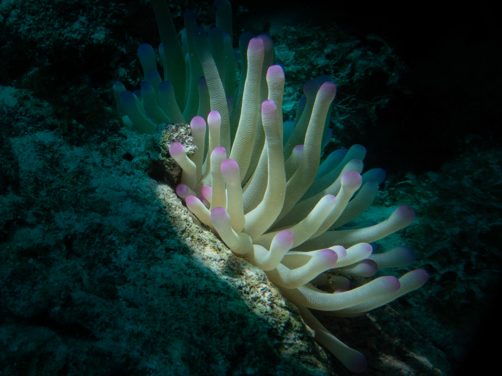 Anemone with a macro lens and snoot on the strobe