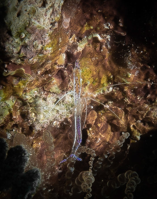 Pederson cleaner shrimp