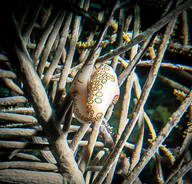 Flamingo tongue