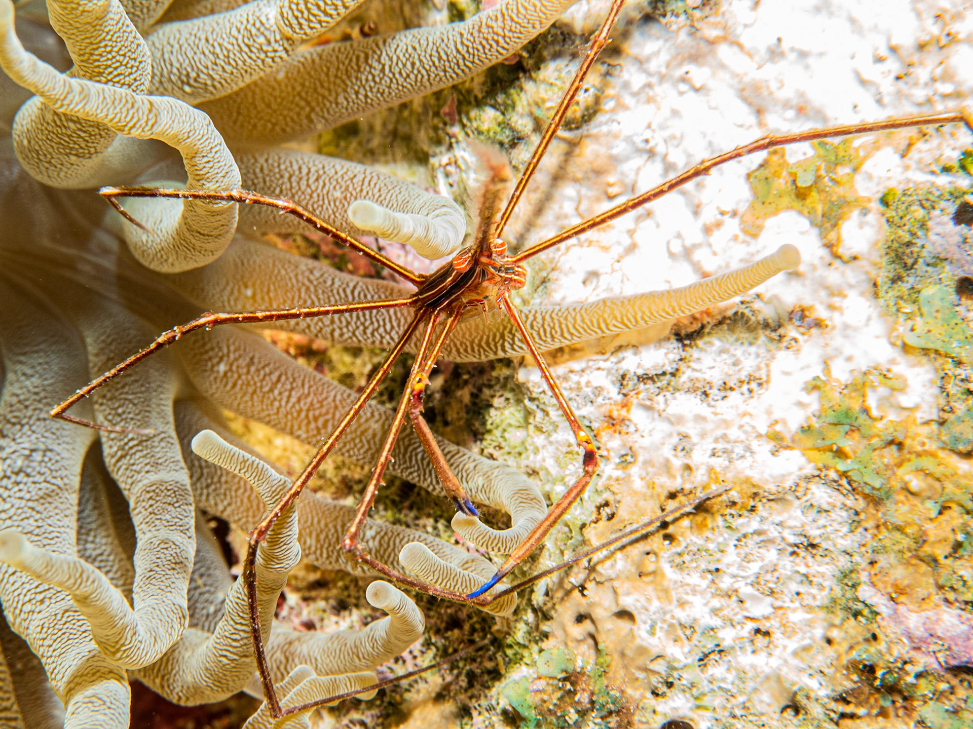 Arrow crab on an anemone