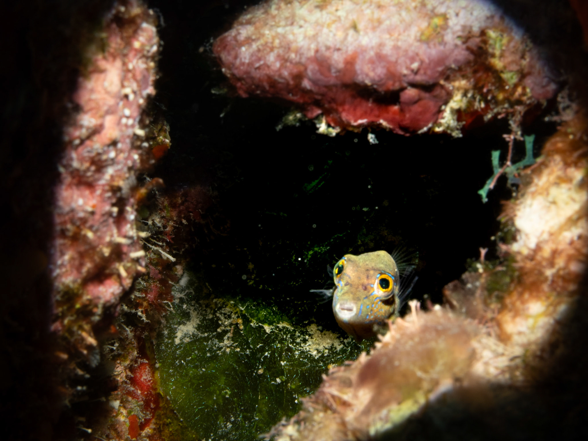 Tiny Filefish
