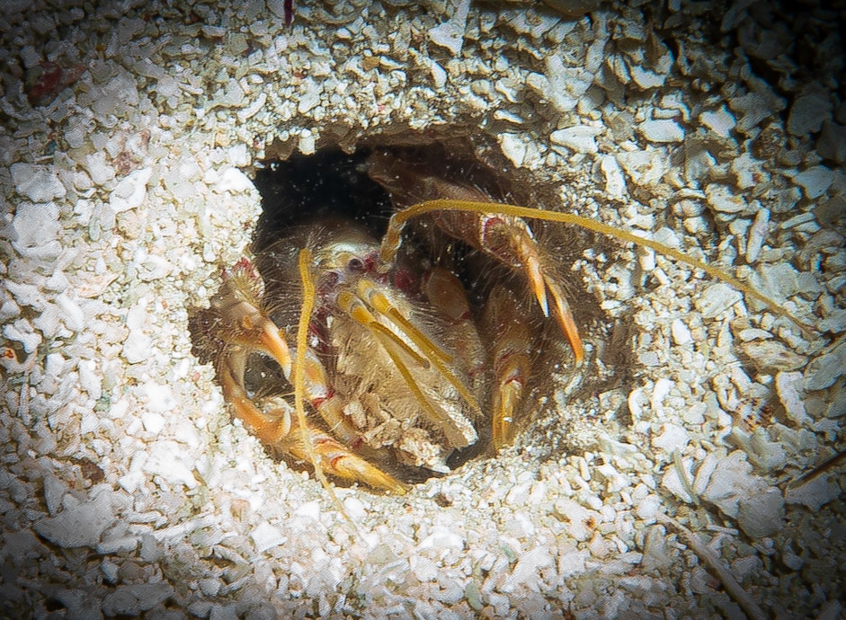 Tiny shrimp in a hole the size of a dime