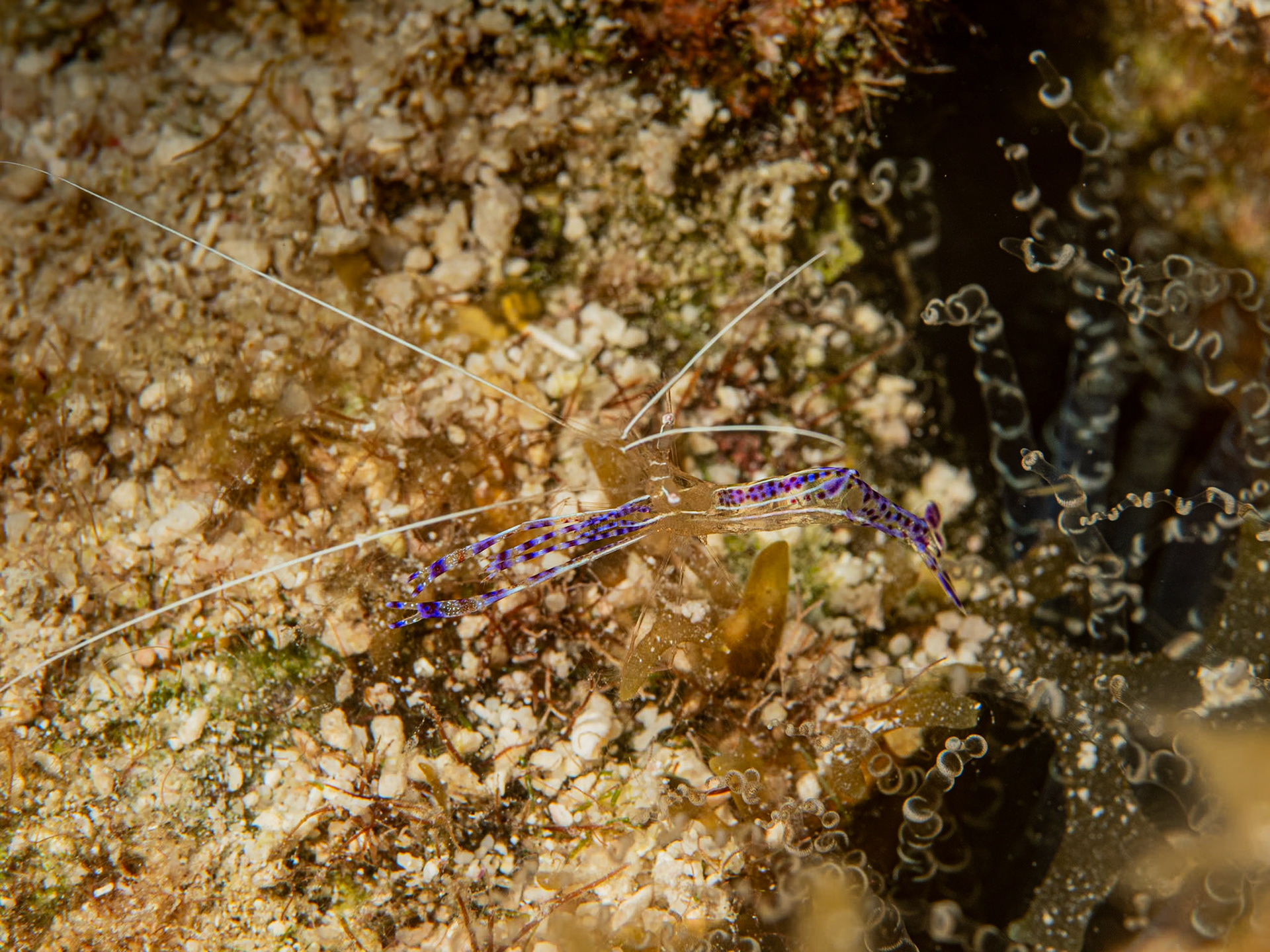 Pederson shrimp