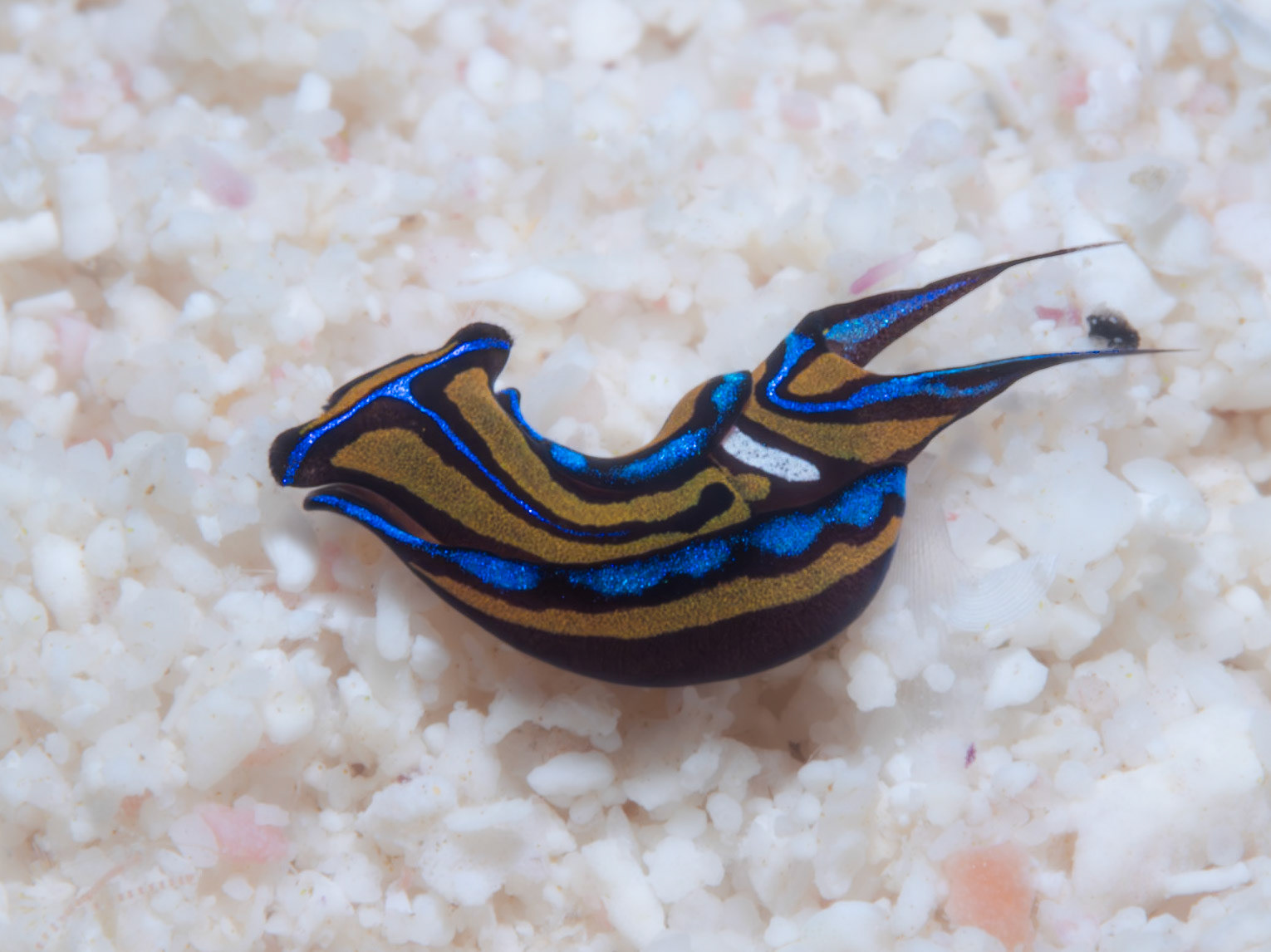 Colorful Nudibranch