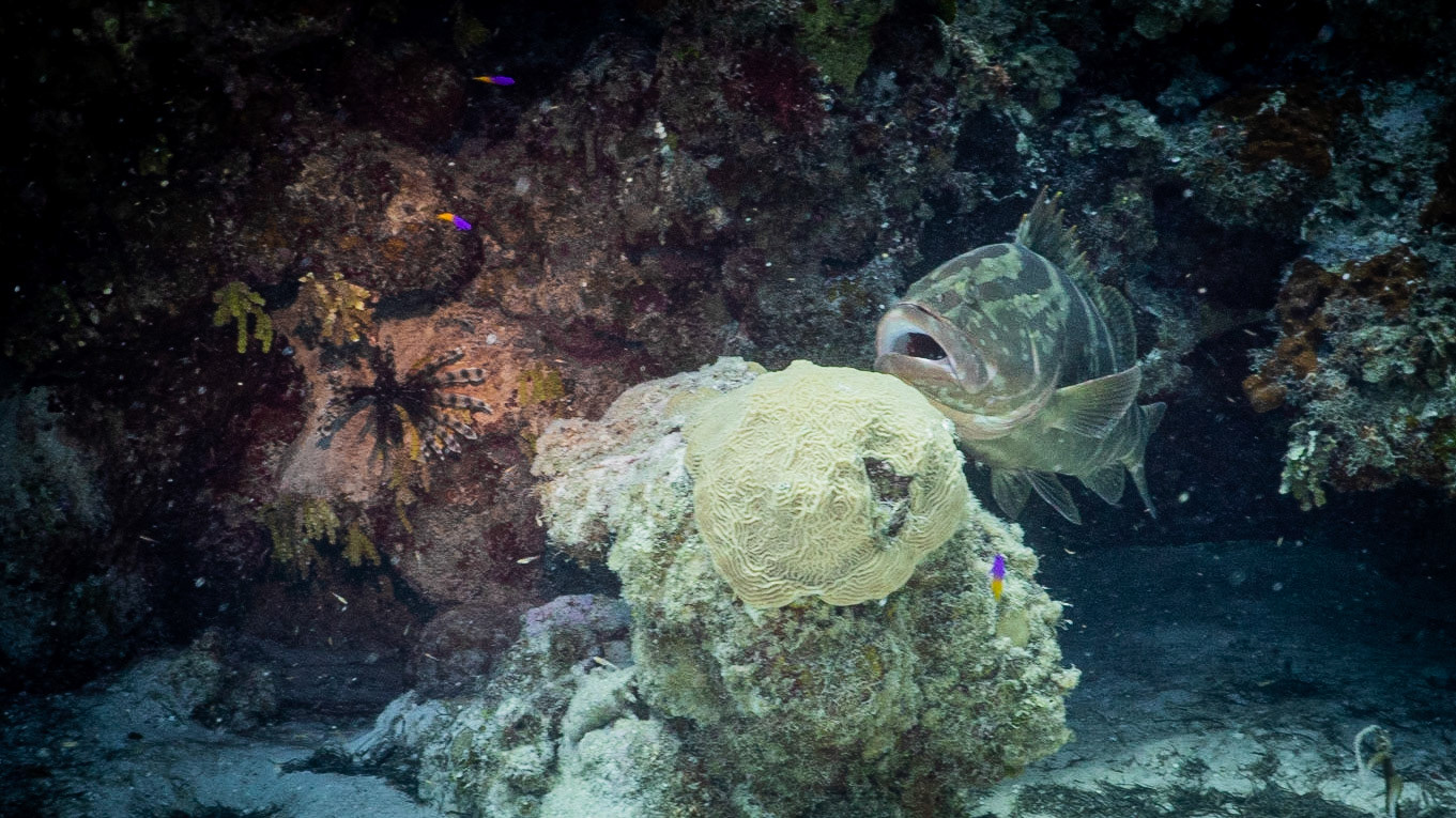 Grouper Eyeing a Dangerous Dinner