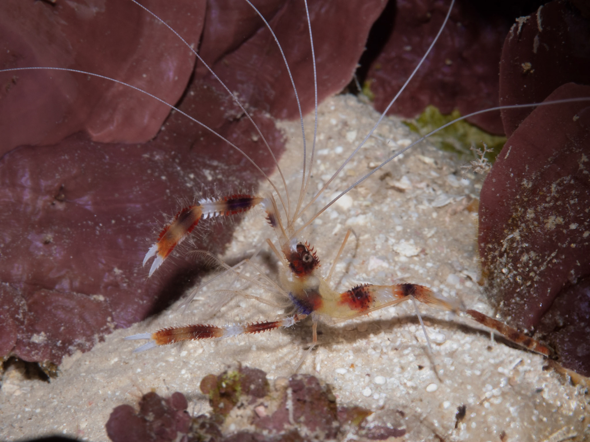 Red Coral Shrimp