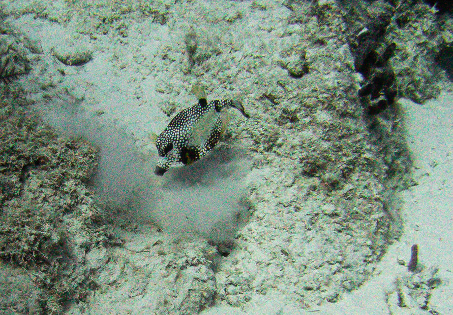 Trunkfish kicking up the sand looking for food