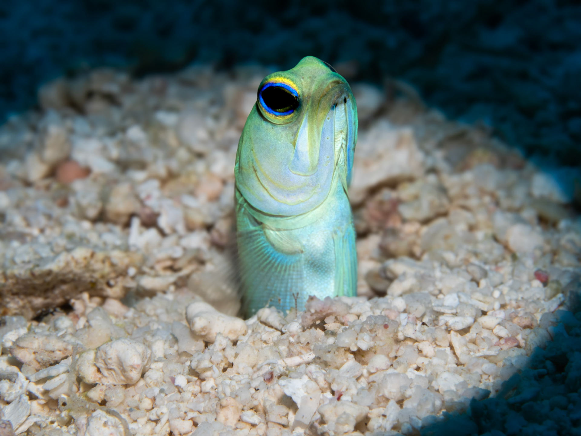 Jawfish