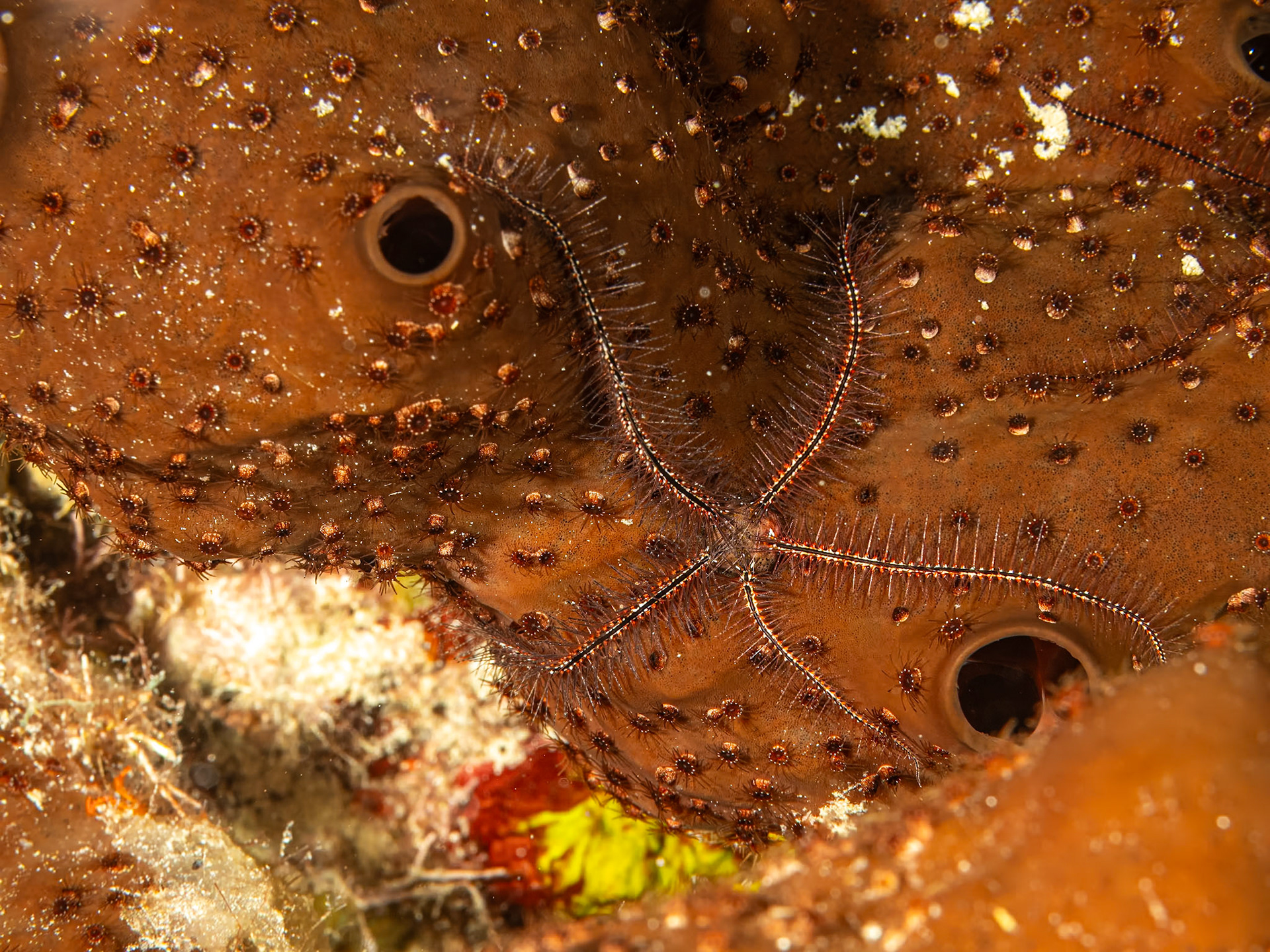 Brittle star