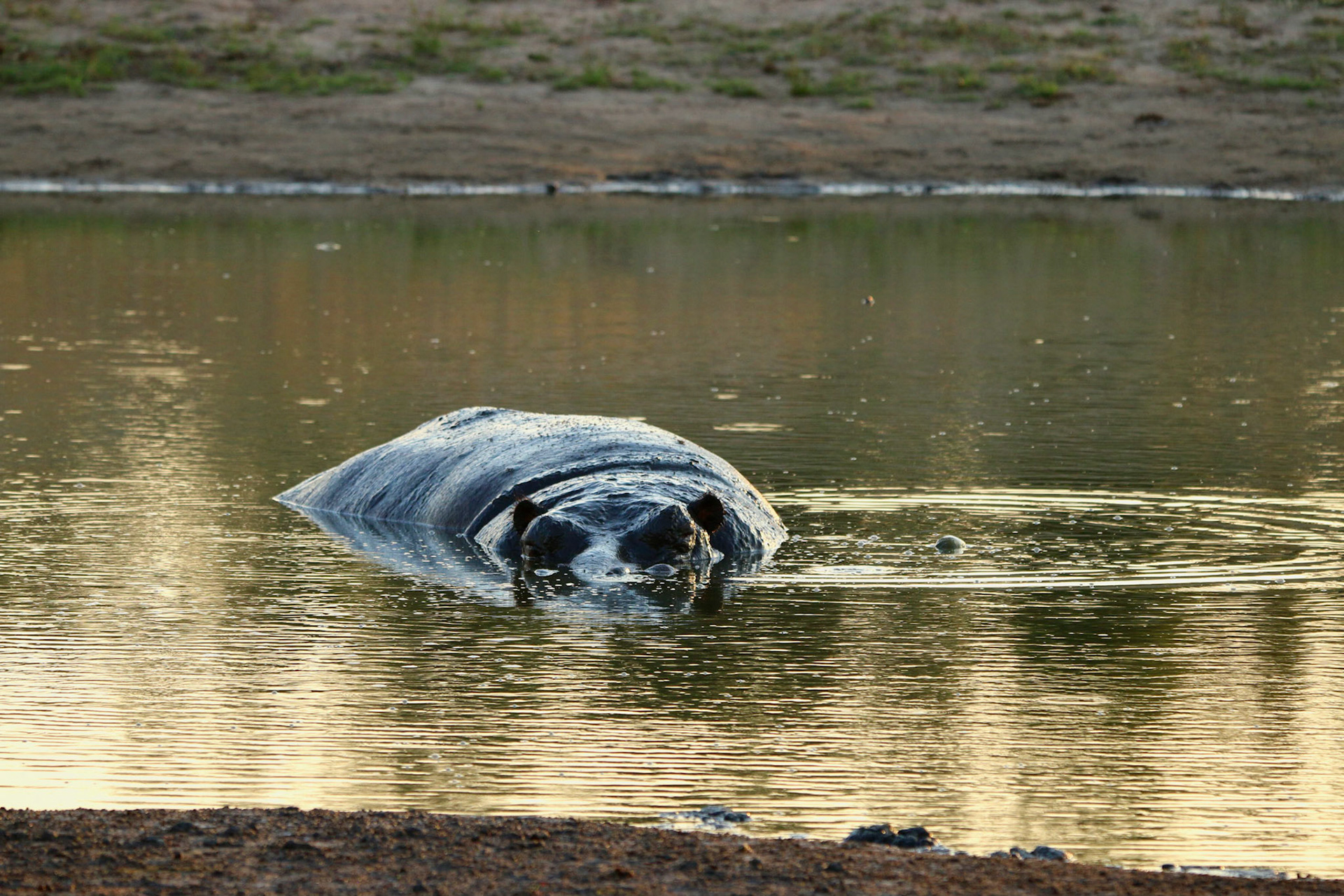 Hippo