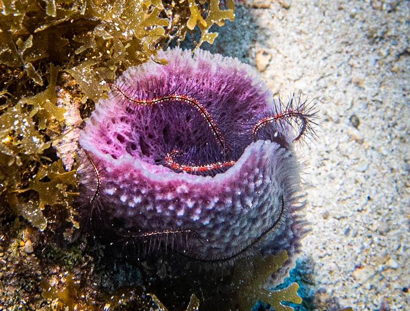 Brittle Star