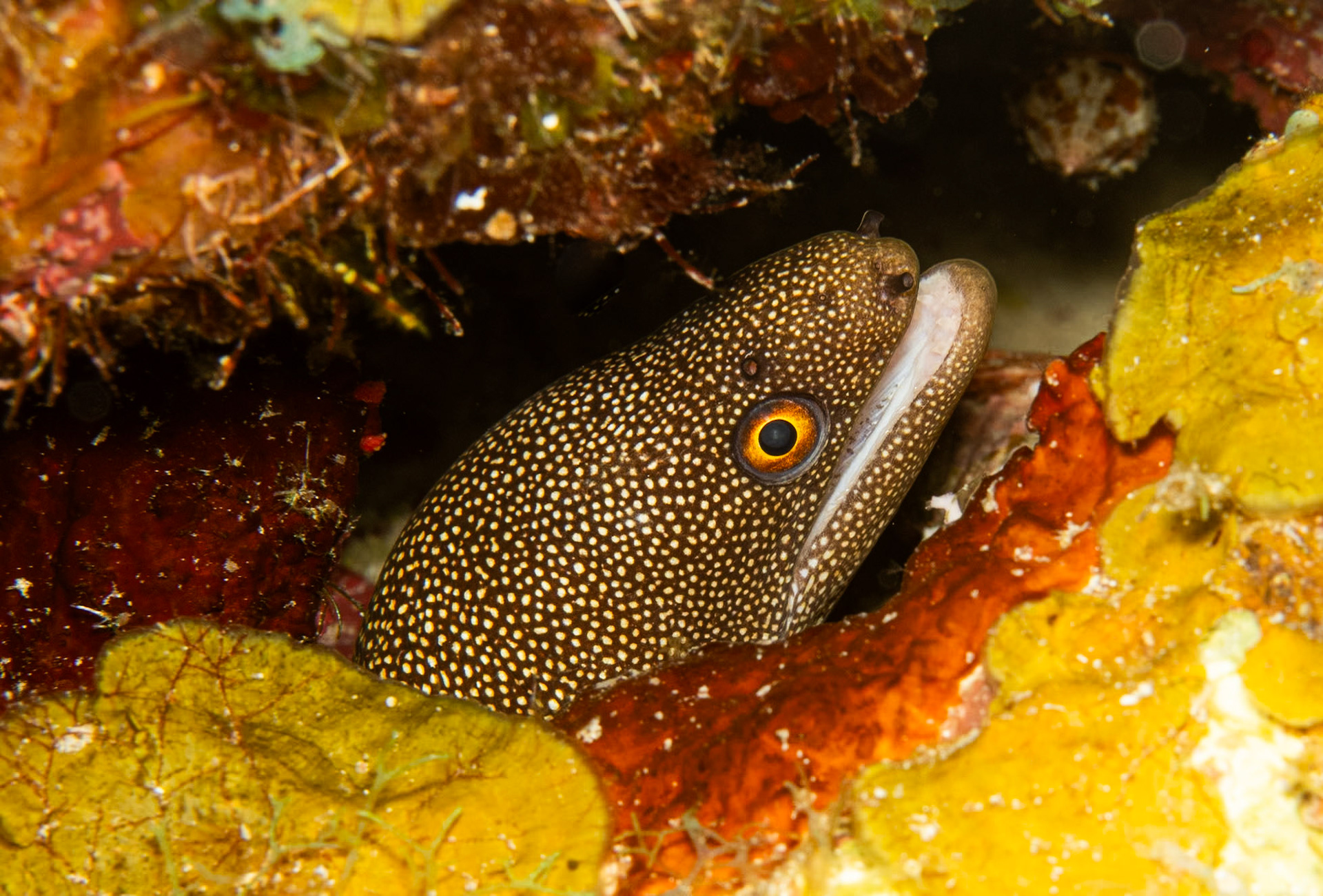 Tiny Spotted Moray