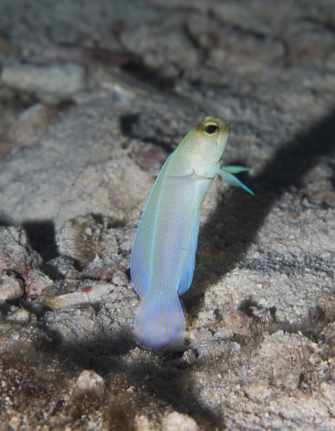 Jawfish emerging from his hole