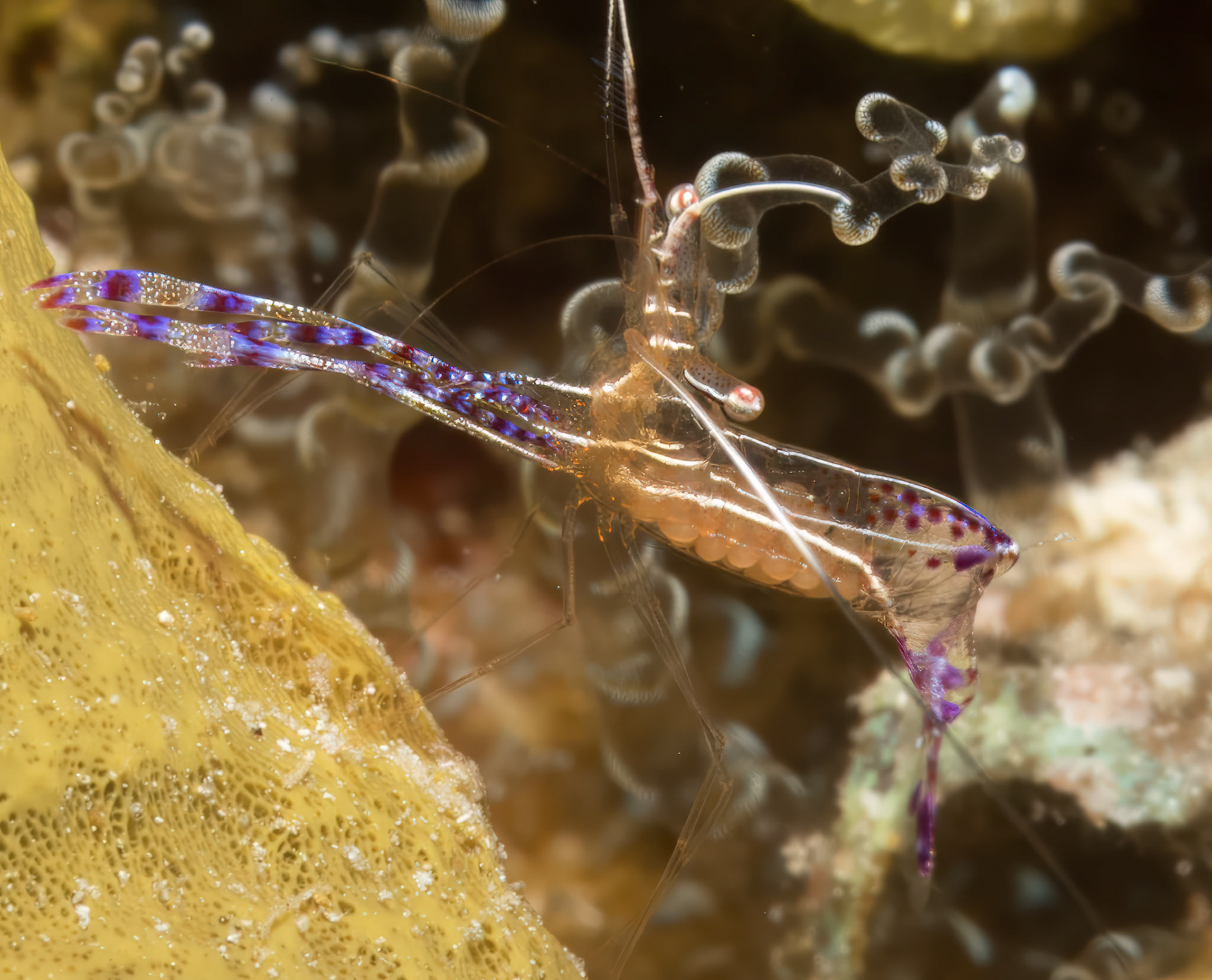 Pederson Shrimp