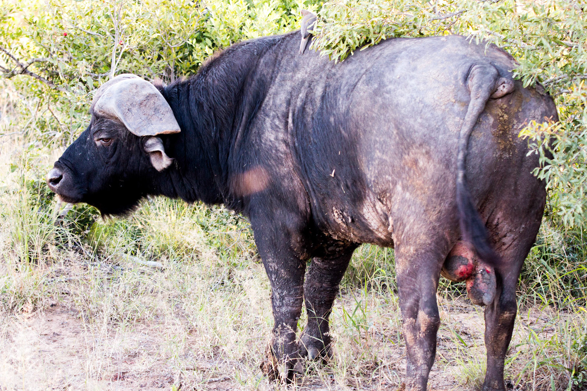 Aging Water Buffalo