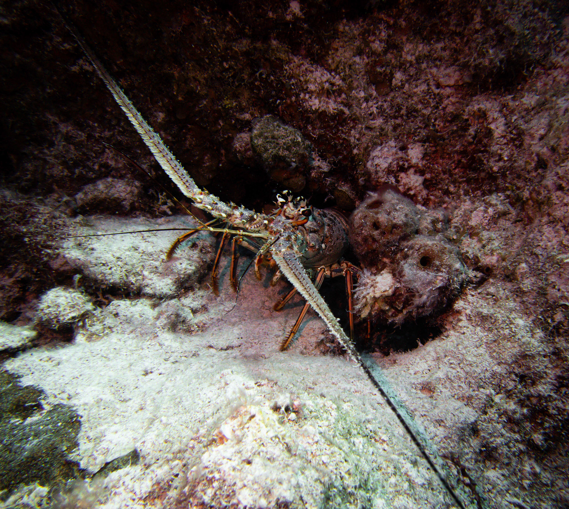 A lobster that seems to know it's not hunting season