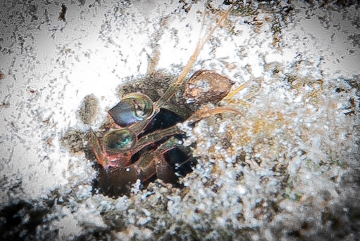 Dark mantis shrimp