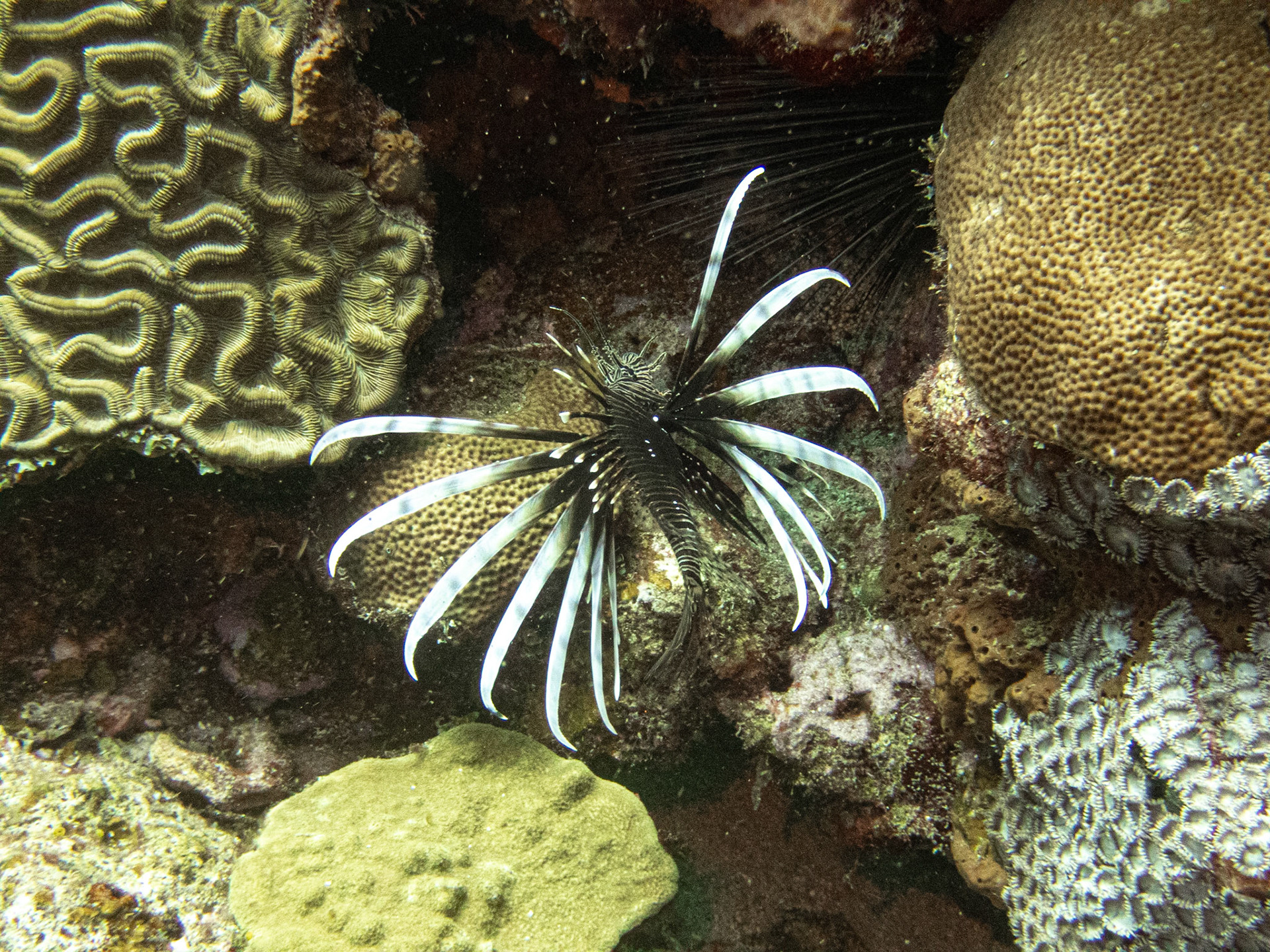 Lionfish in St. Lucia