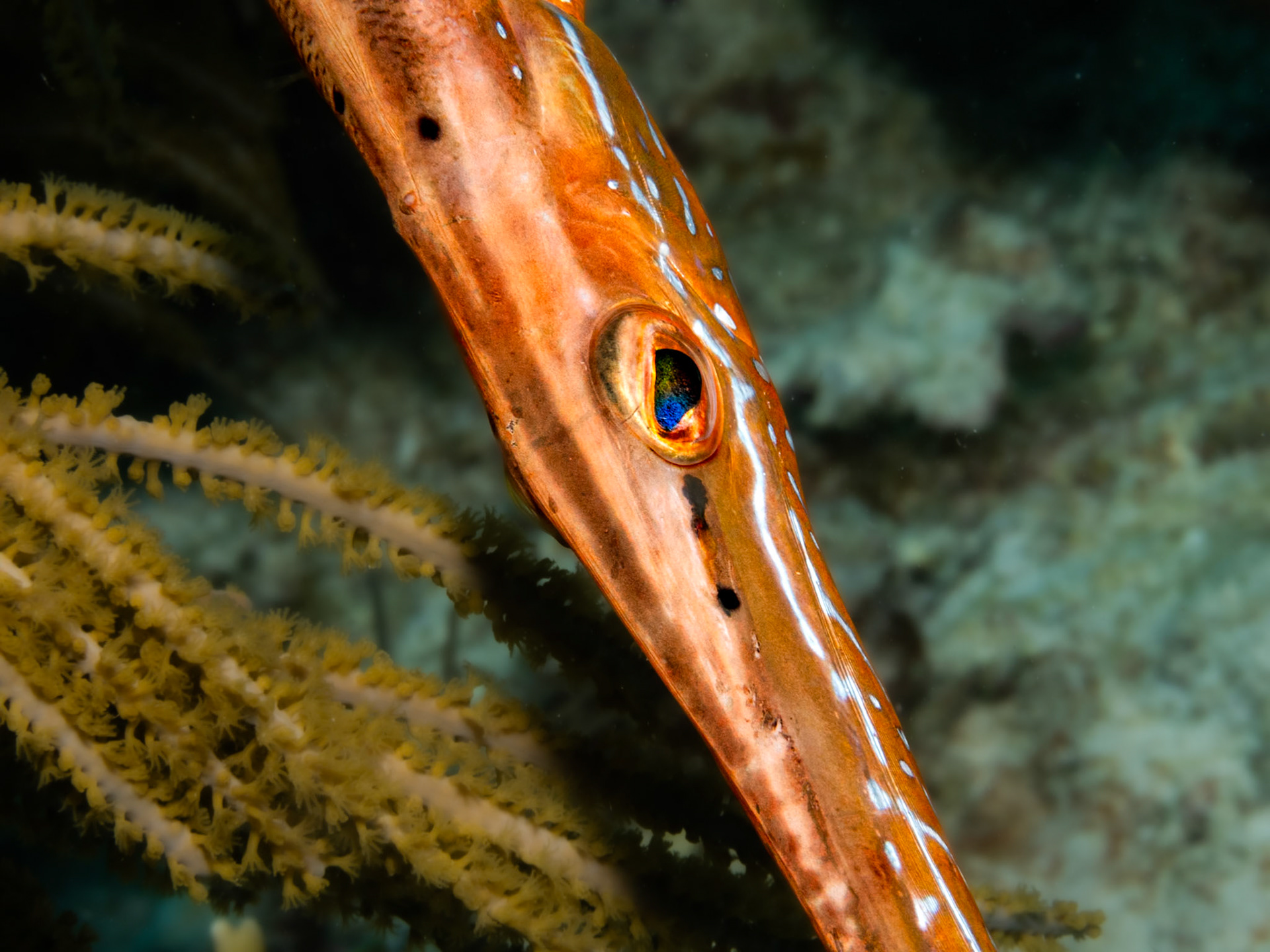 Trumpetfish