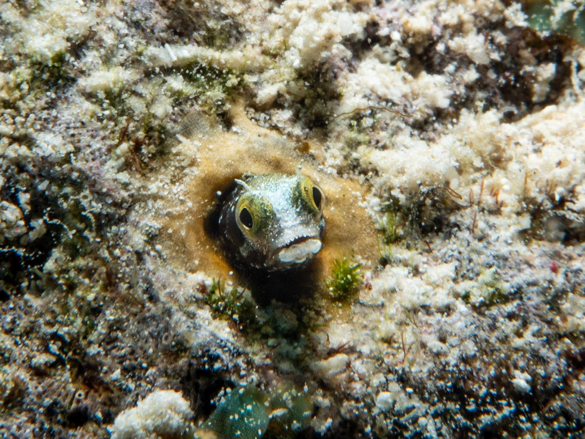 Tiny blennie in a rock