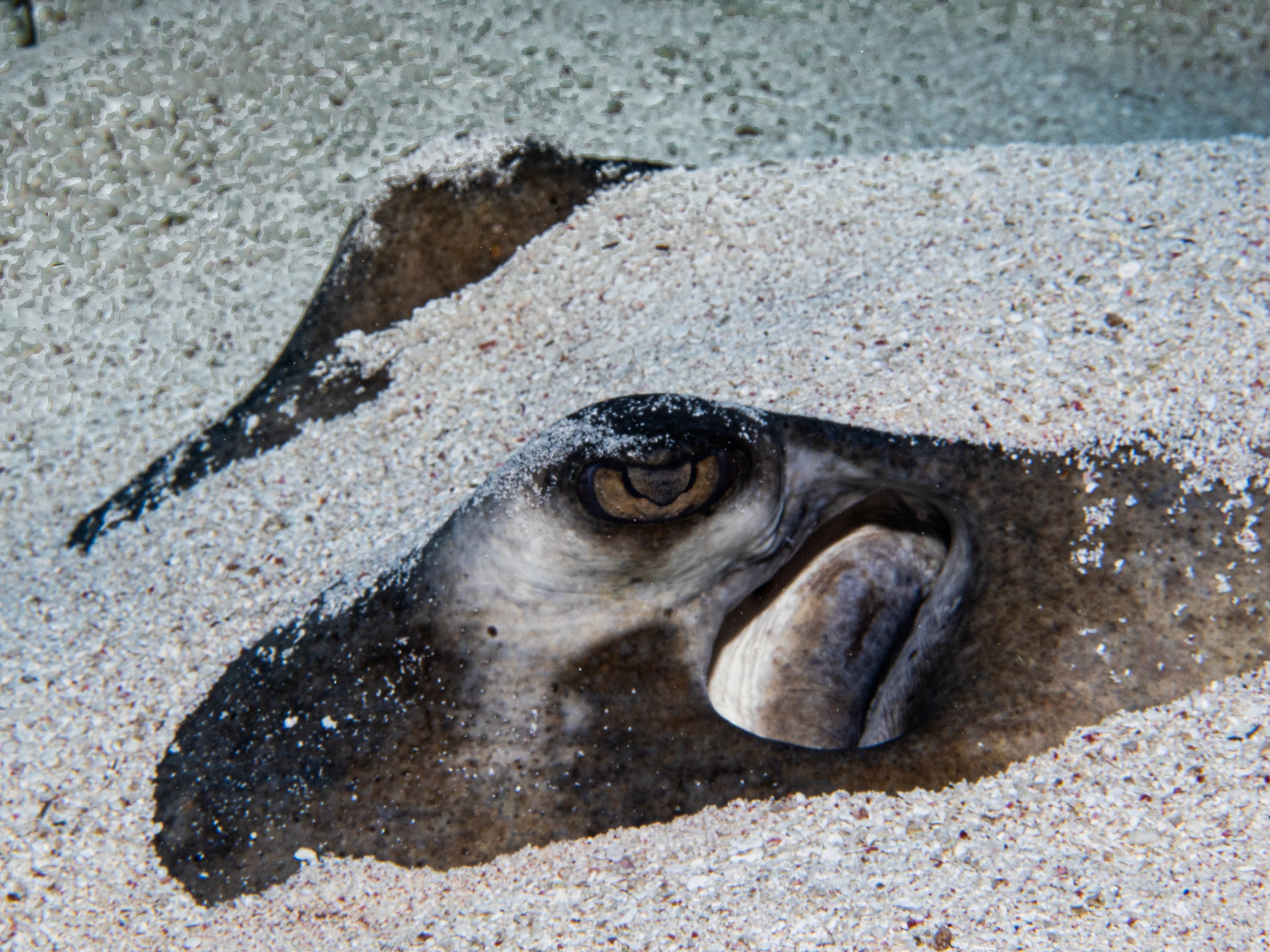 Eye of the Stingray