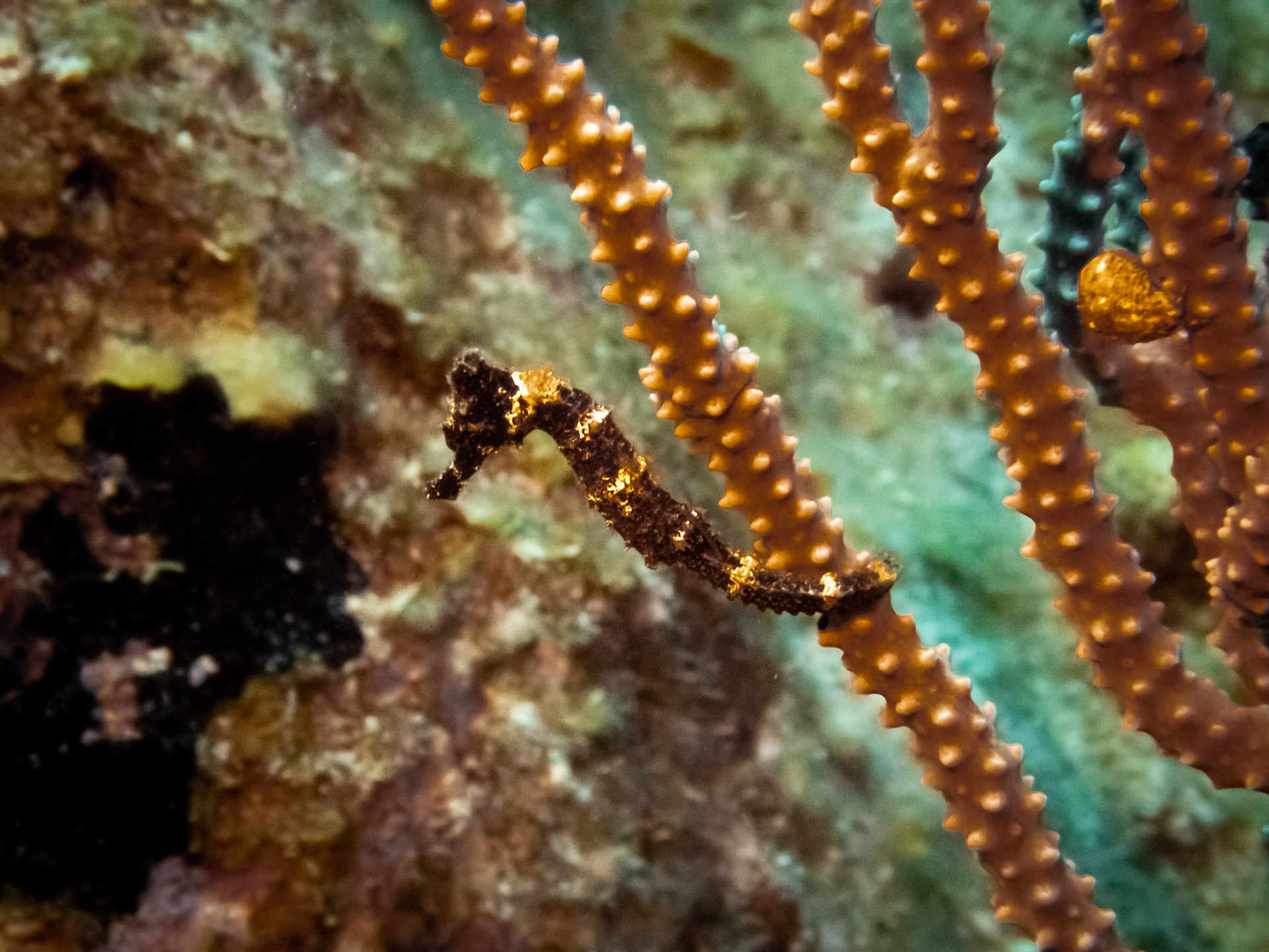 Tiny Seahorse