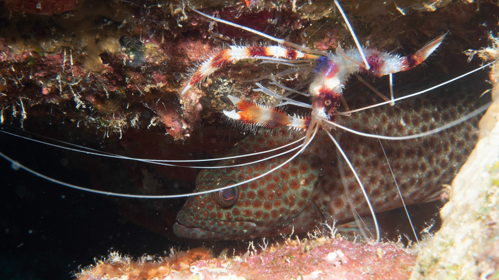 Coral Shrimp