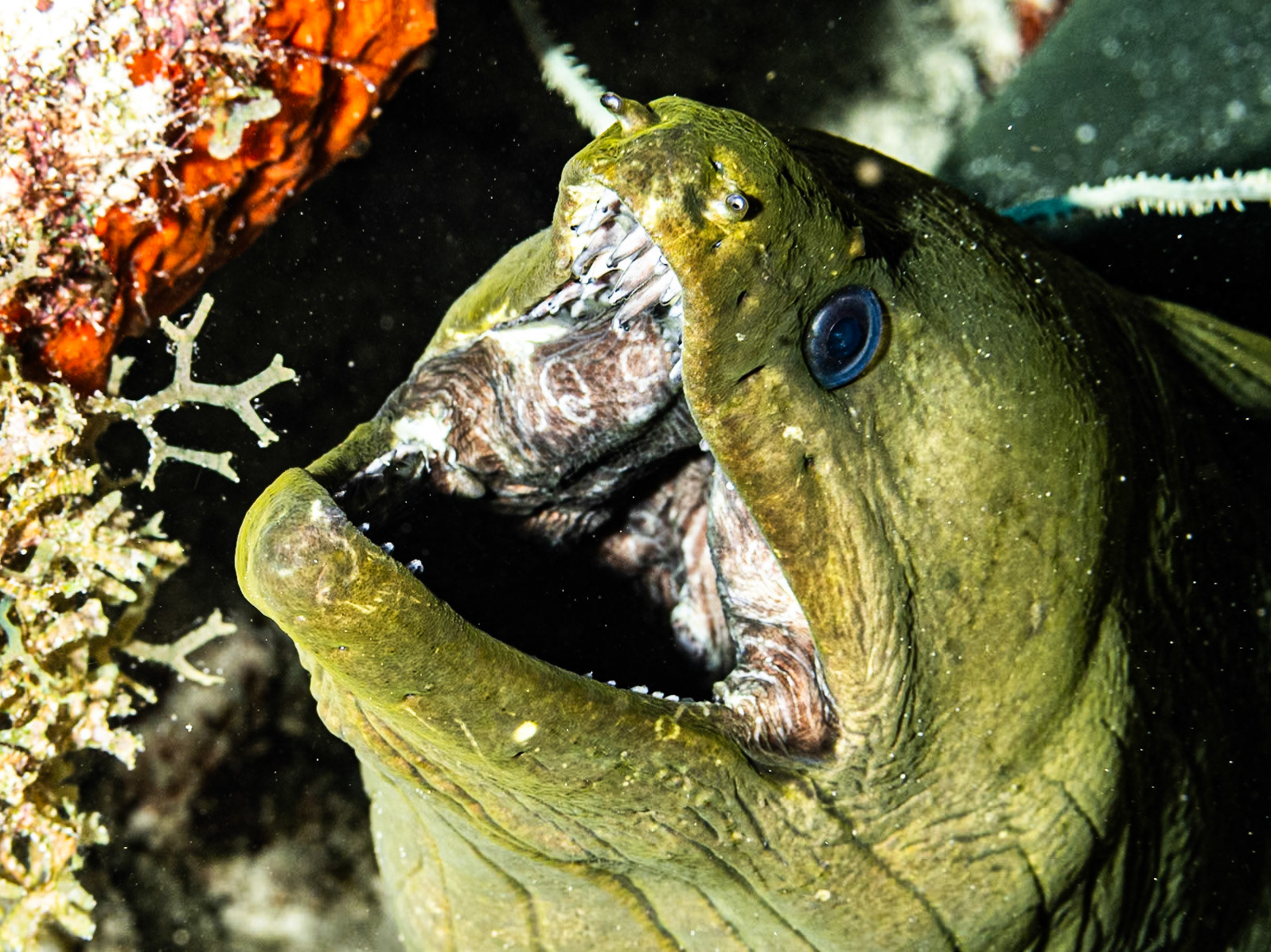 Large Green Moray Eel