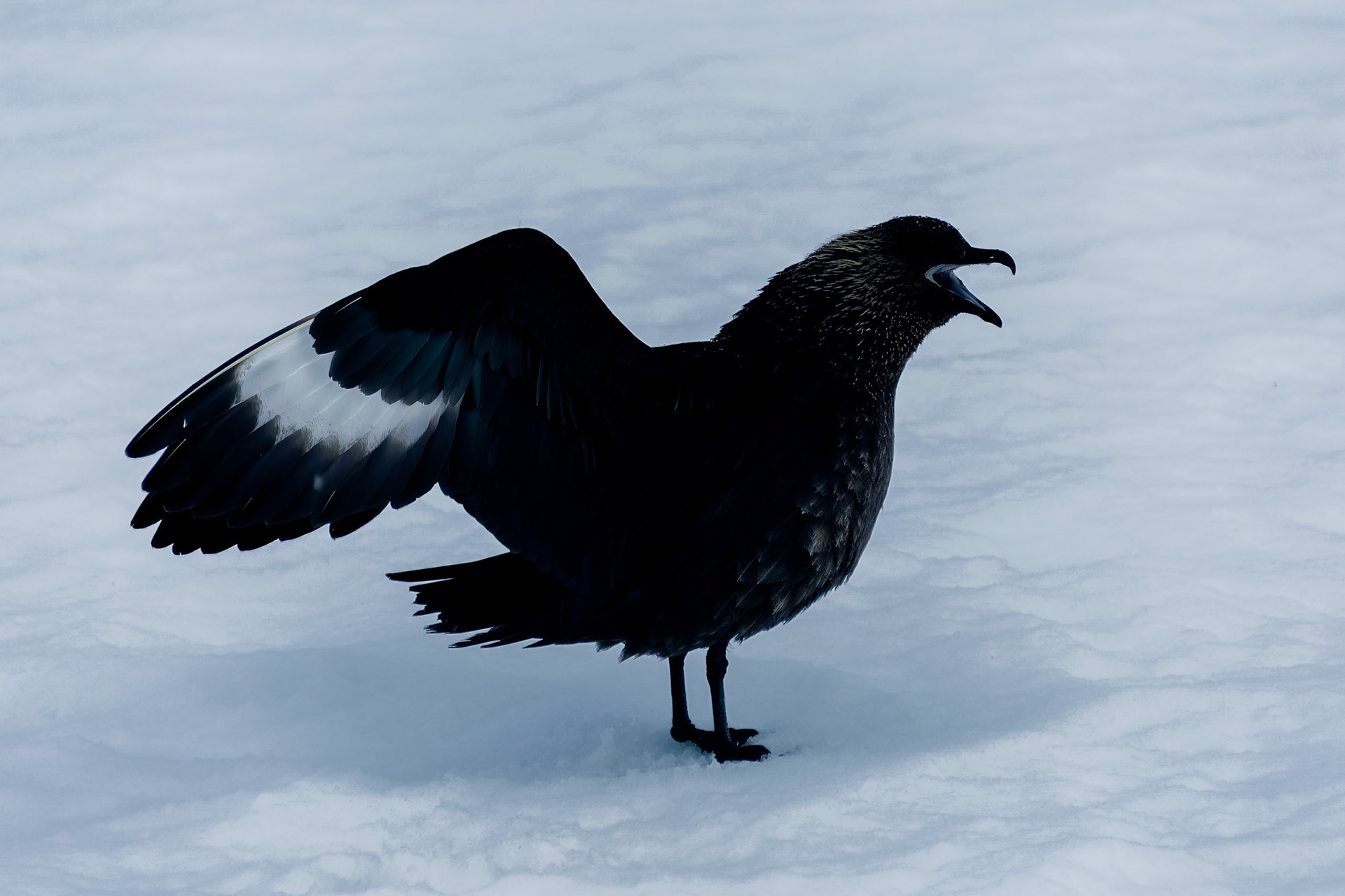 Skua after eating penguin egg