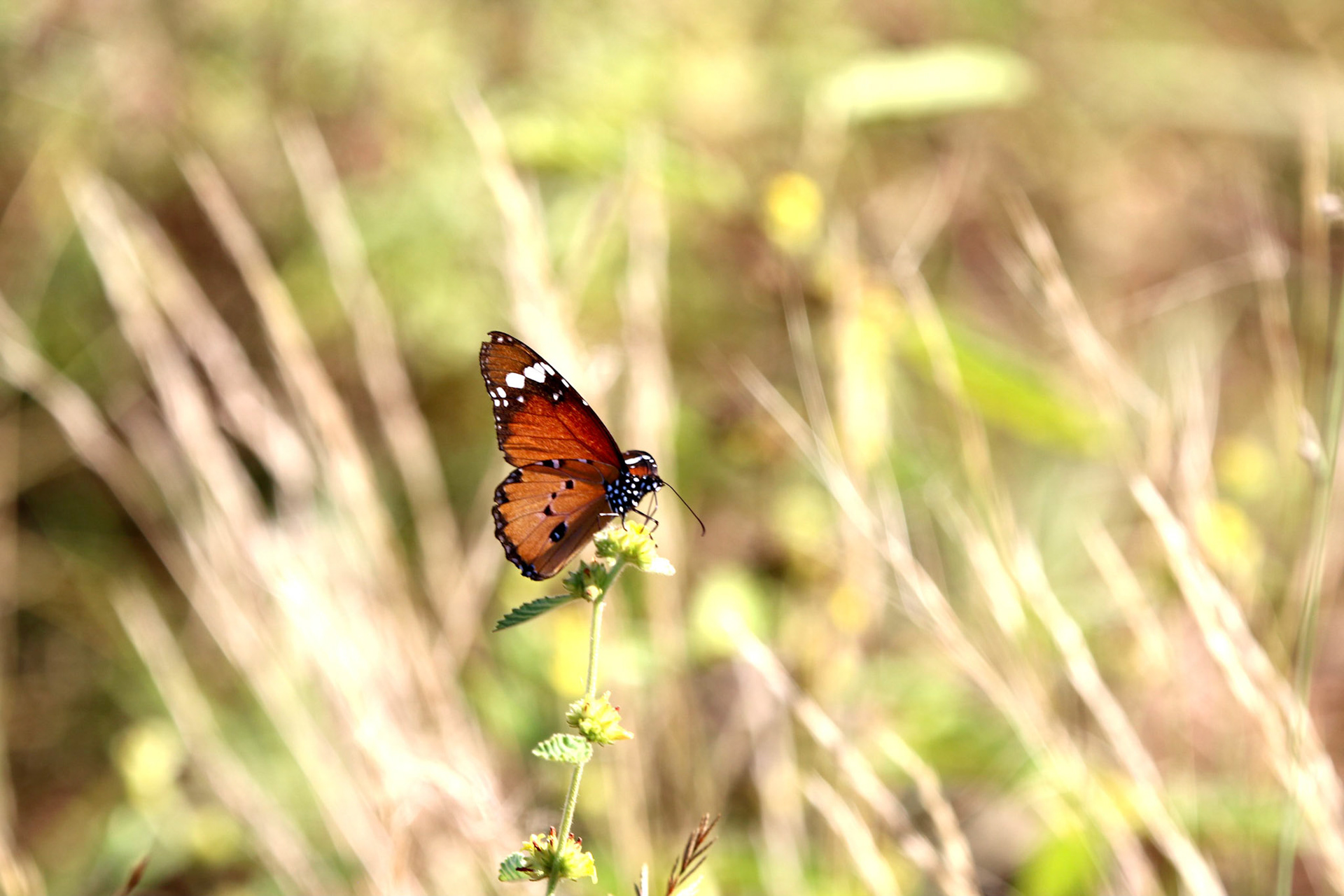 Butterfly