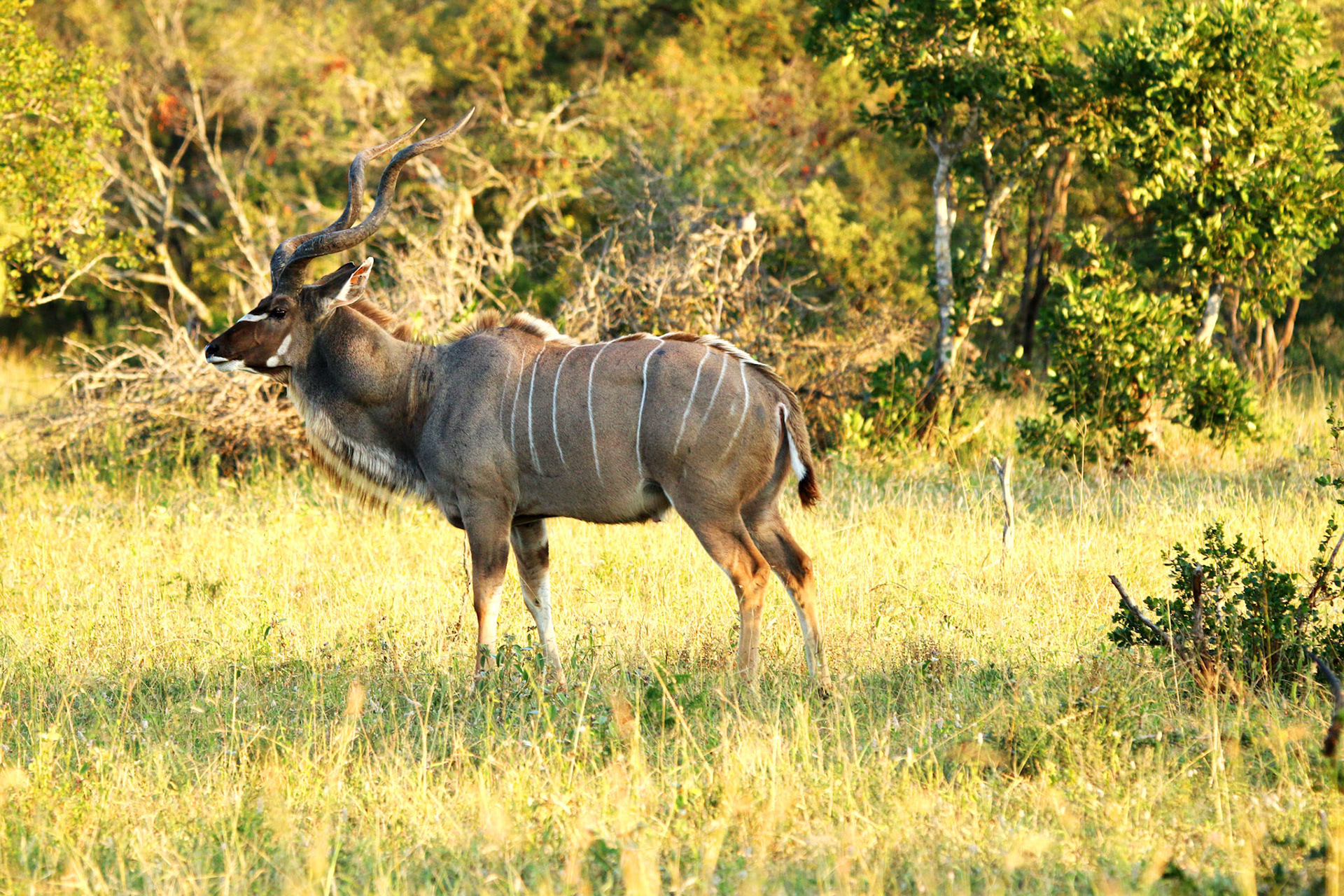 Springbok