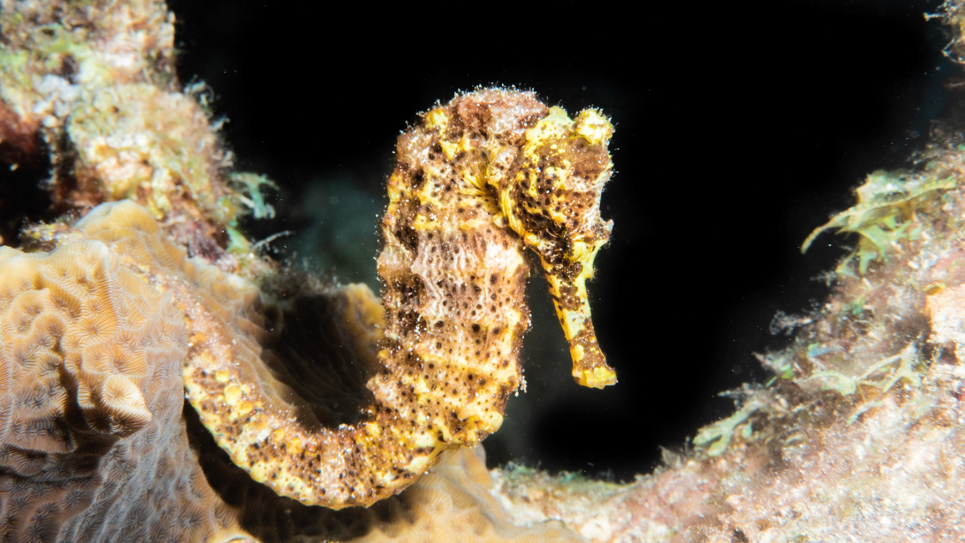 Seahorse