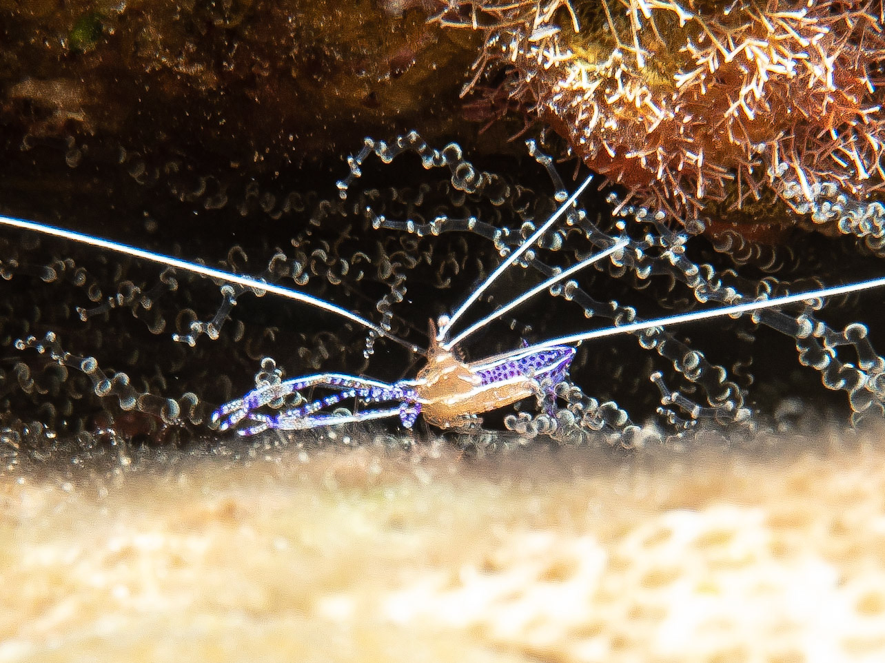 Cleaner shrimp