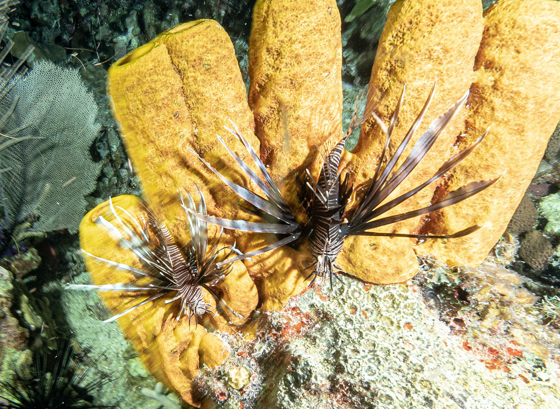 Two lionfish on yellow tube sponges