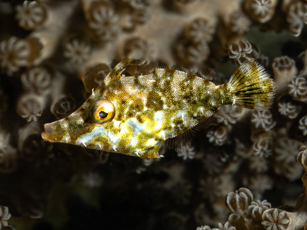 Tiny filefish hiding in the kelp
