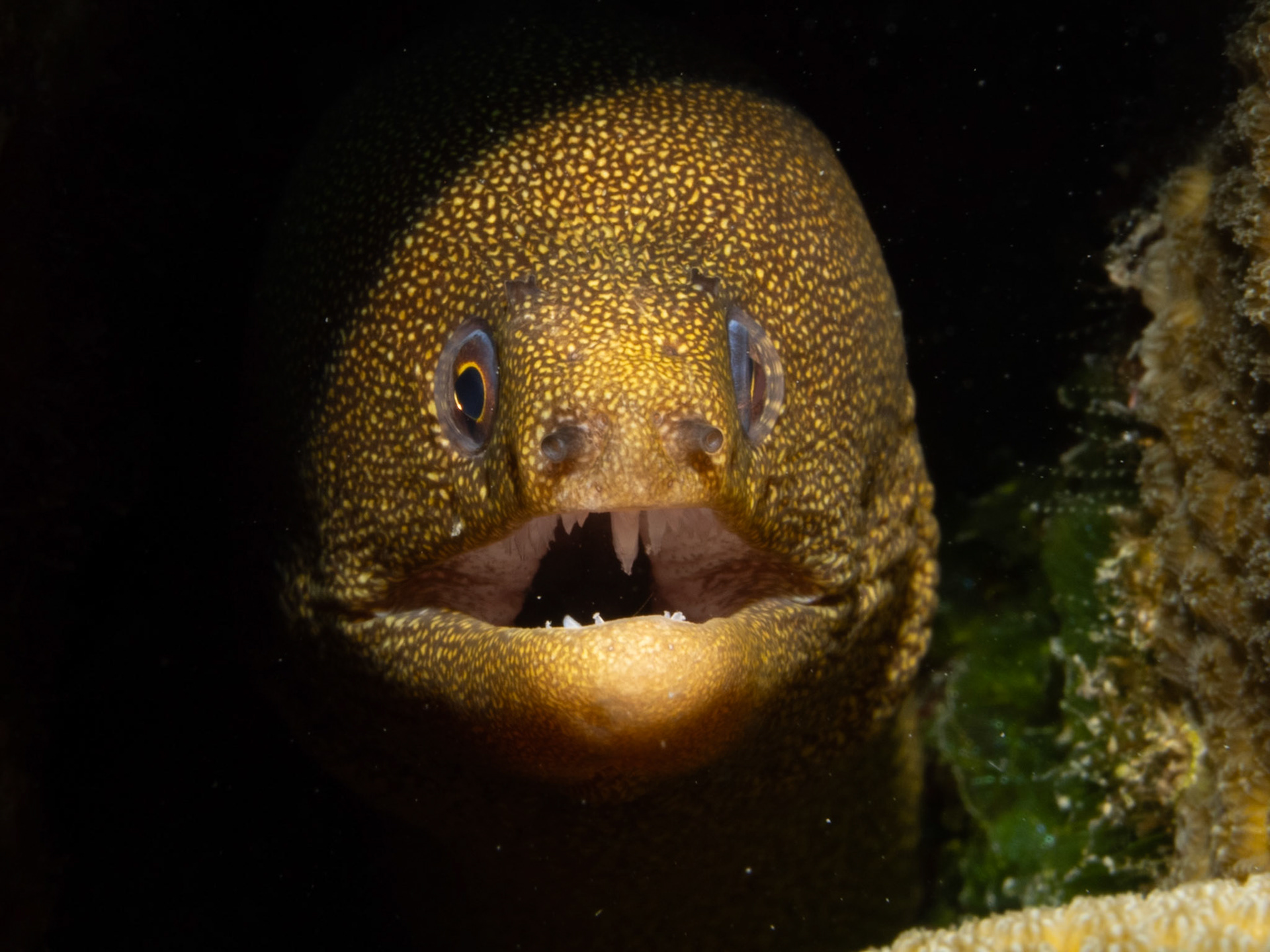 Golden Spotted Moray Eel