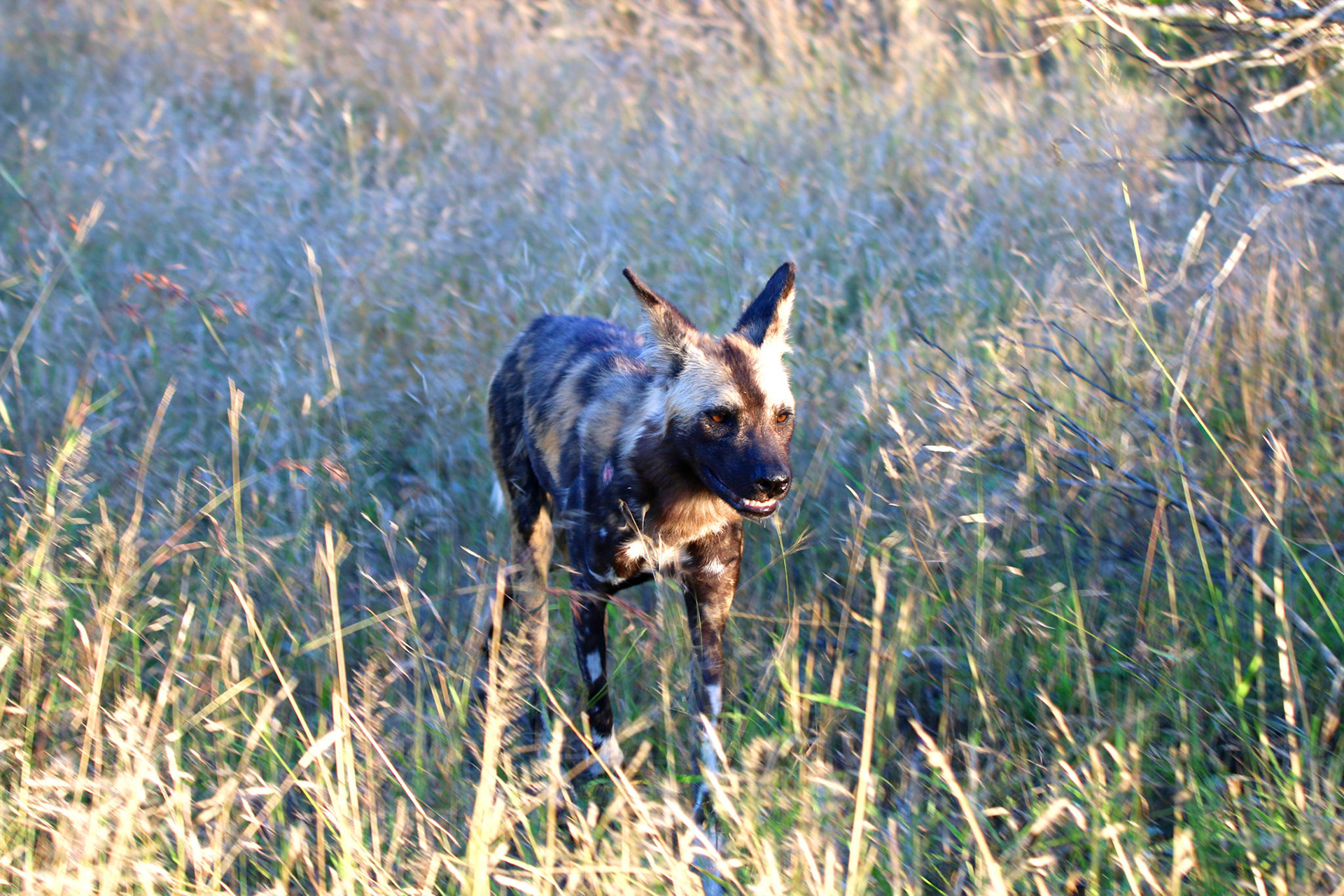 Wild Dog