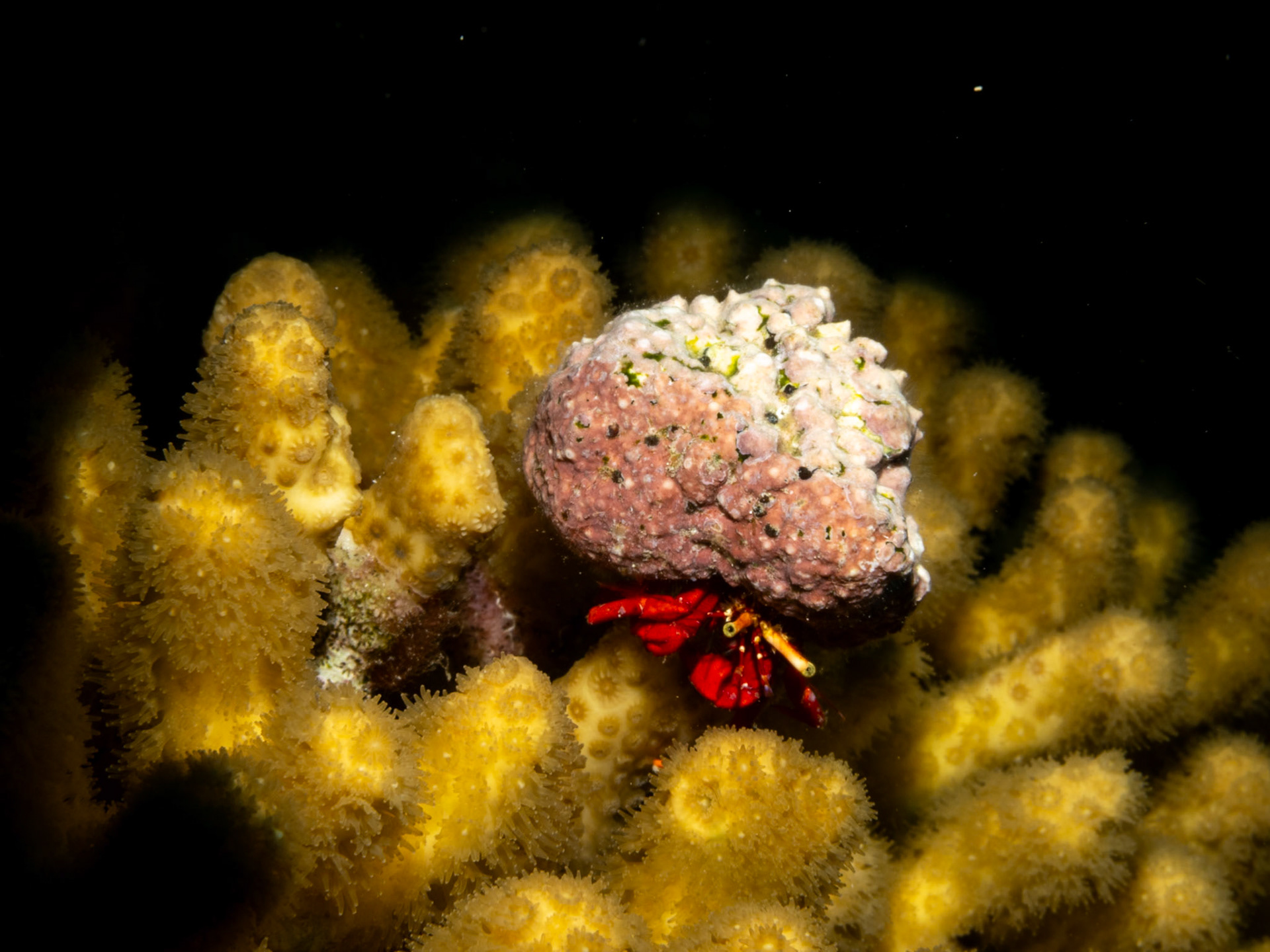 Hermit Crab